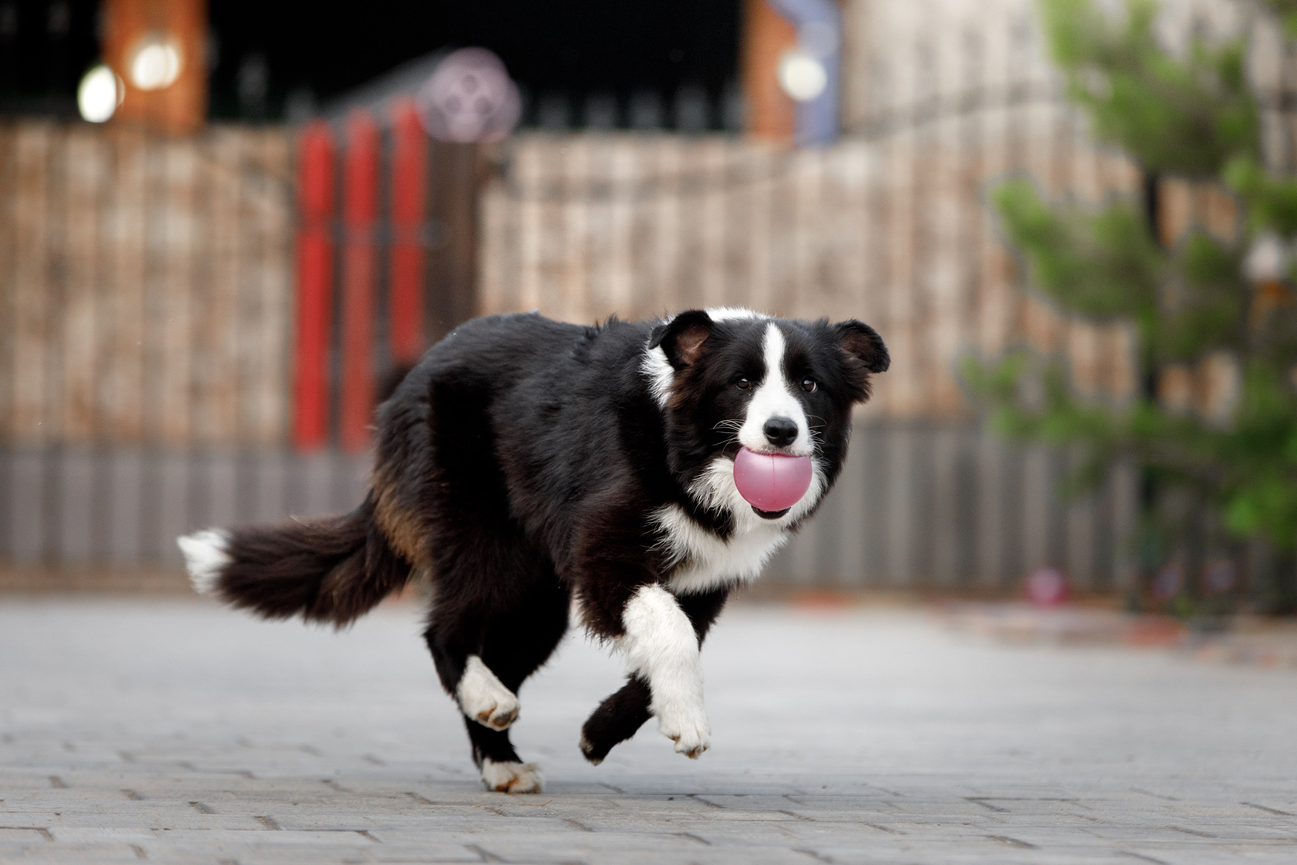 Болтовня в саду. О нас