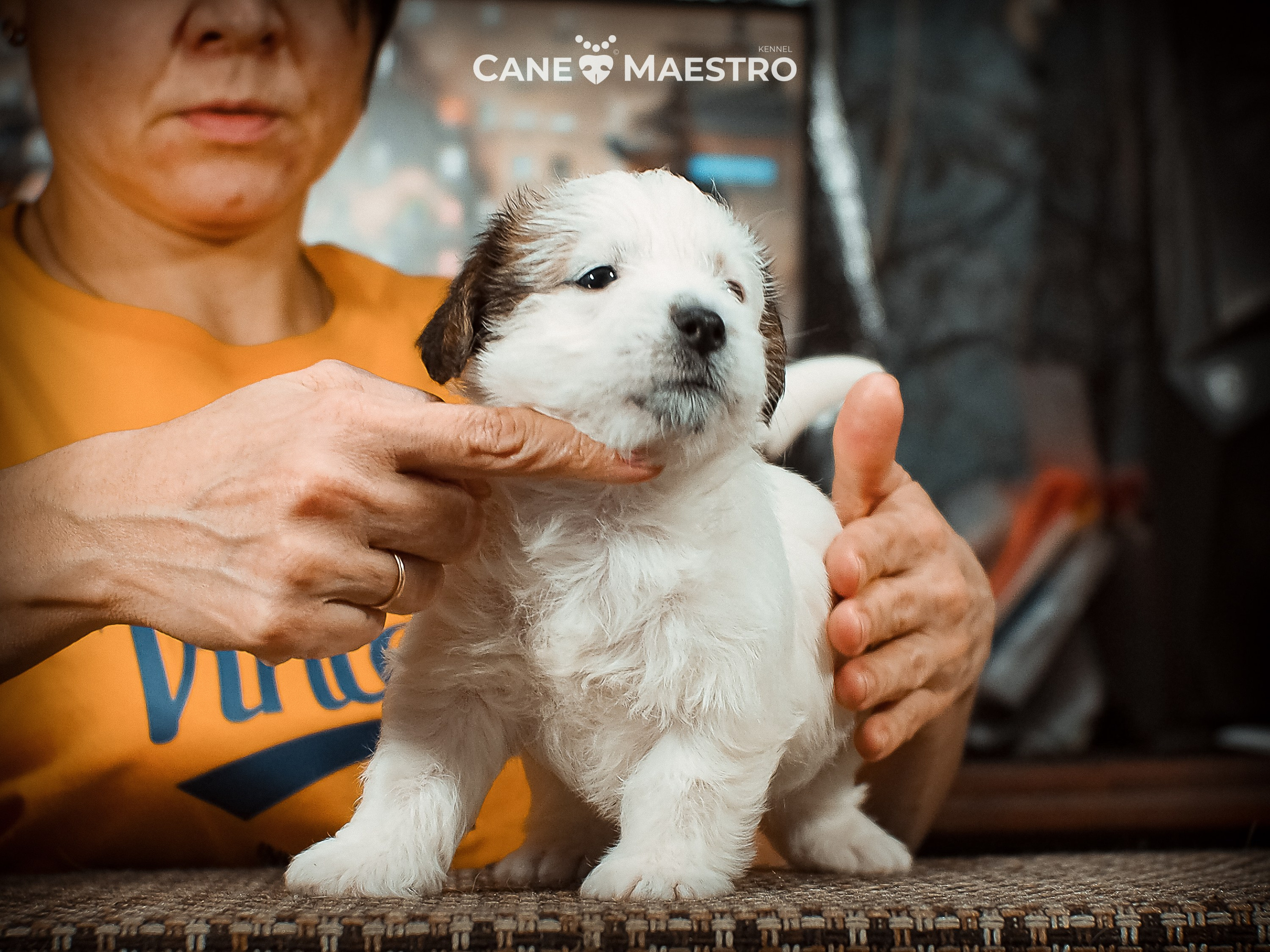 КОБ_Б_МОНОКЛЬ. CANE MAESTRO — kennel Jack Russell Terrier