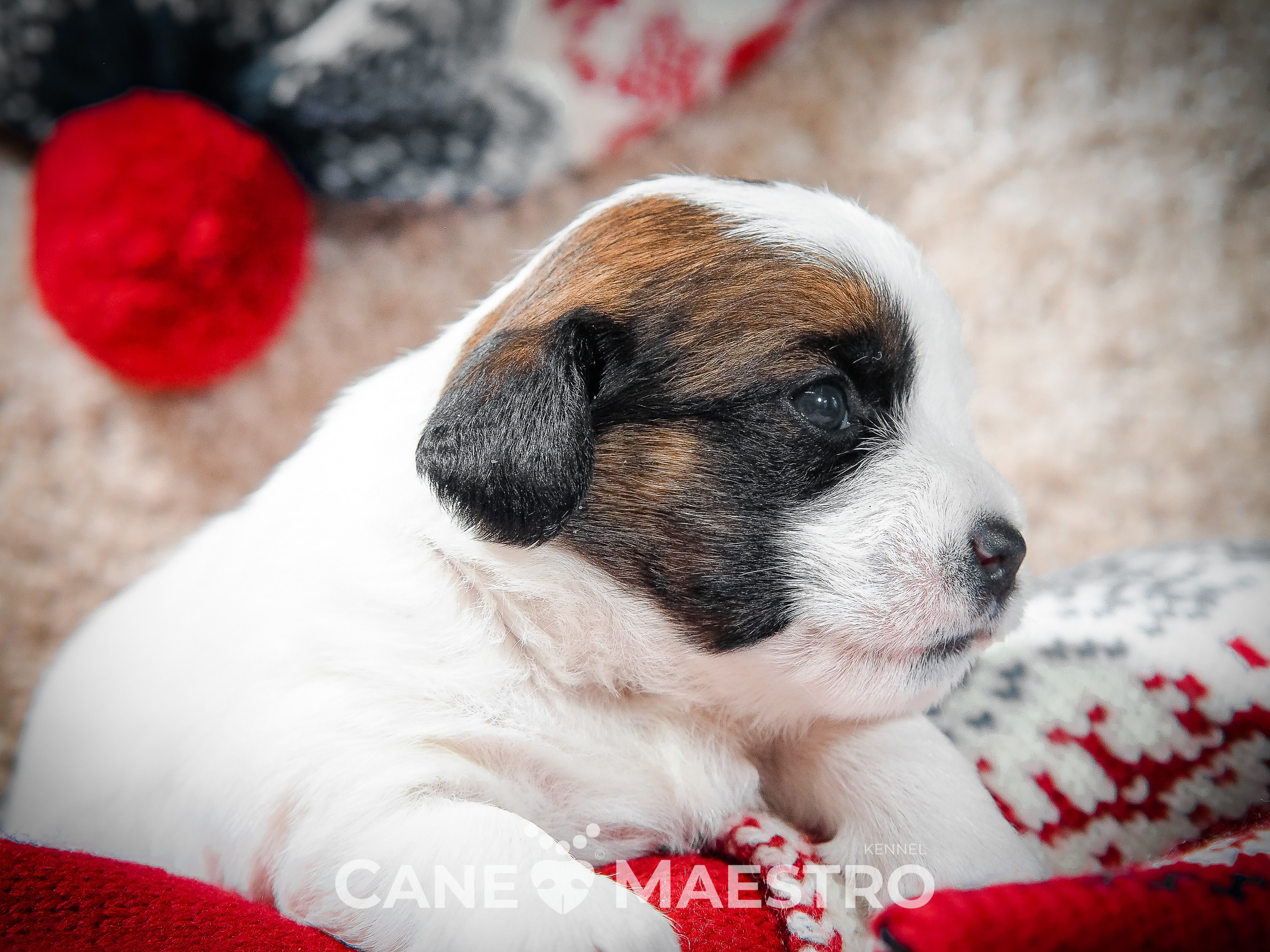 3_Девочка_СНЕЖНАЯ_Ц. CANE MAESTRO — kennel Jack Russell Terrier