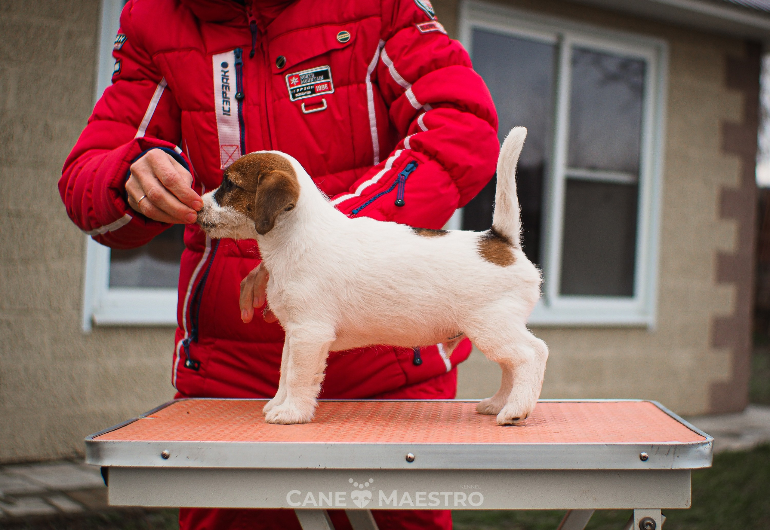 3КОБЛ_СНЕГОВИК. CANE MAESTRO — kennel Jack Russell Terrier