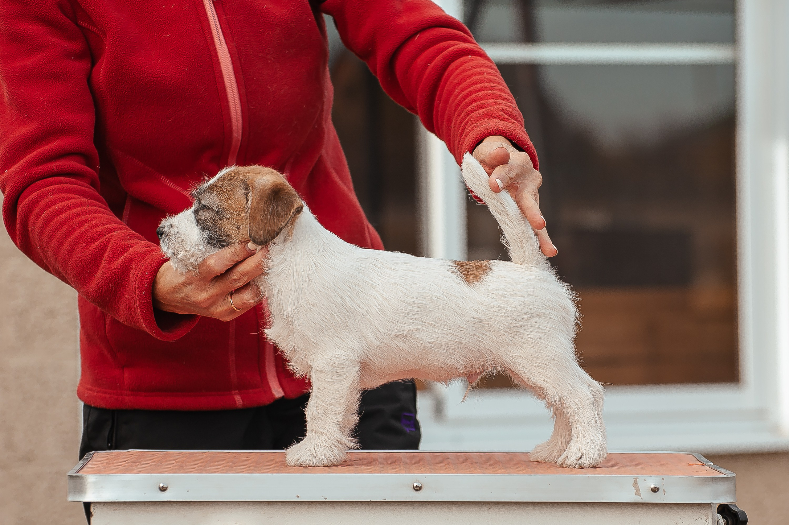Щенок кобель ДРТ. КАНЕ МАЭСТРО — питомник Джек рассел терьеров