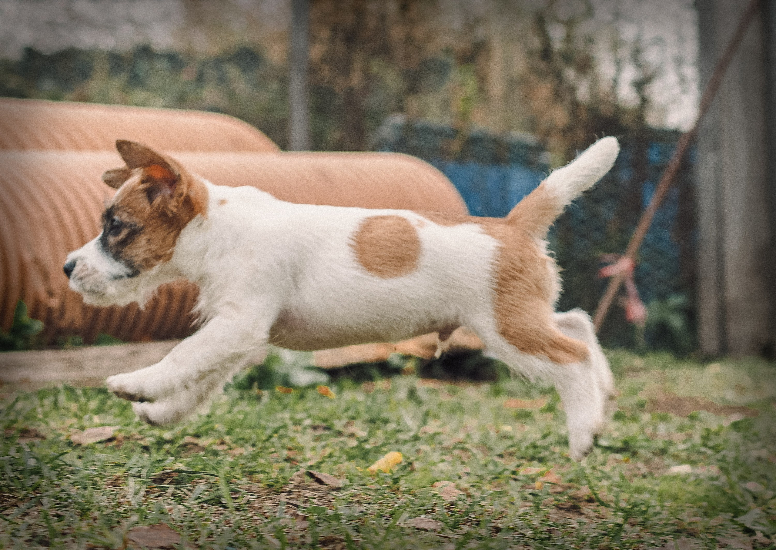Щенок бело-рыжий джек рассел терьер. КАНЕ МАЭСТРО — питомник Джек рассел терьеров