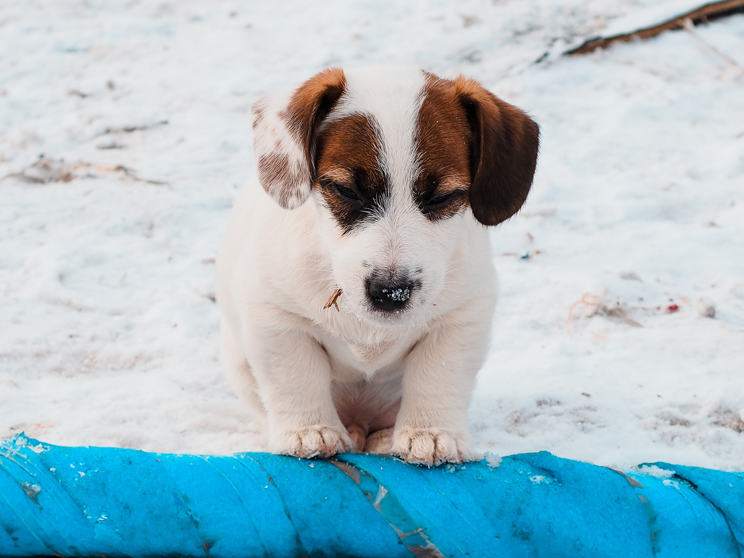 1КОБЛ_МОНОКЛЬ_Ц_ЛИТТЕР. CANE MAESTRO — kennel Jack Russell Terrier