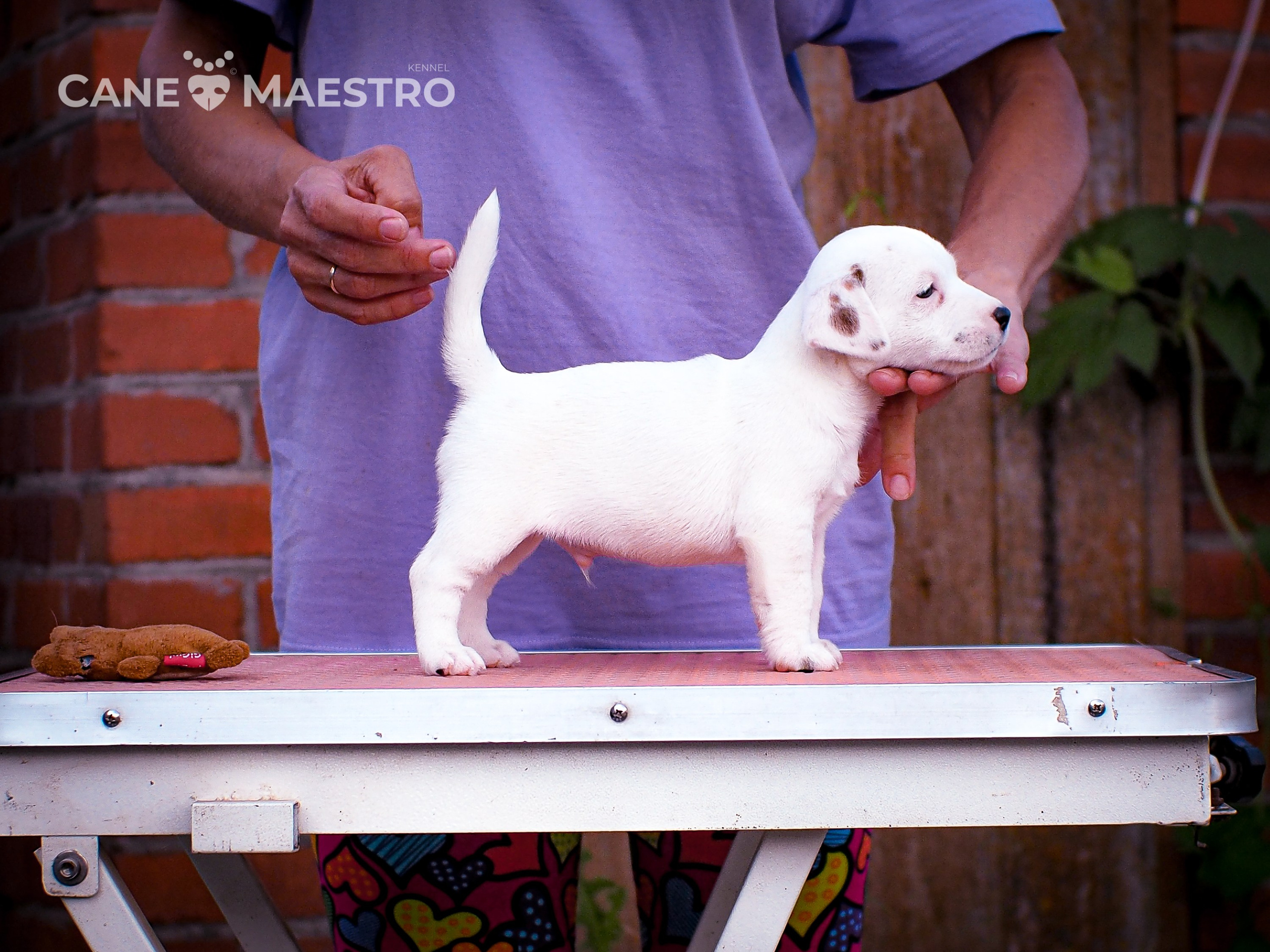 ЭСКИМО_MALE. CANE MAESTRO — kennel Jack Russell Terrier