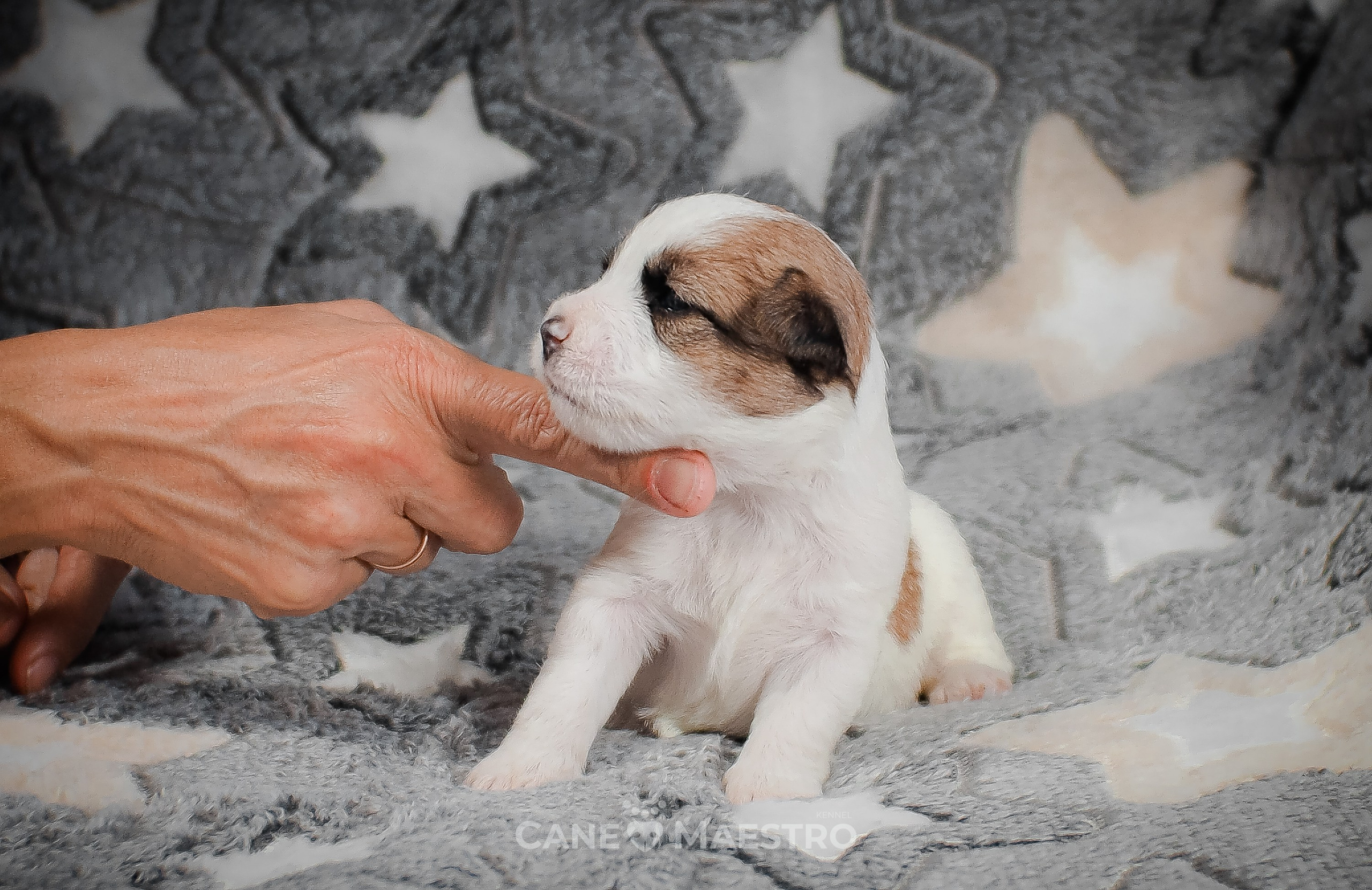 Сука2_БР_27_08_25. CANE MAESTRO — kennel Jack Russell Terrier