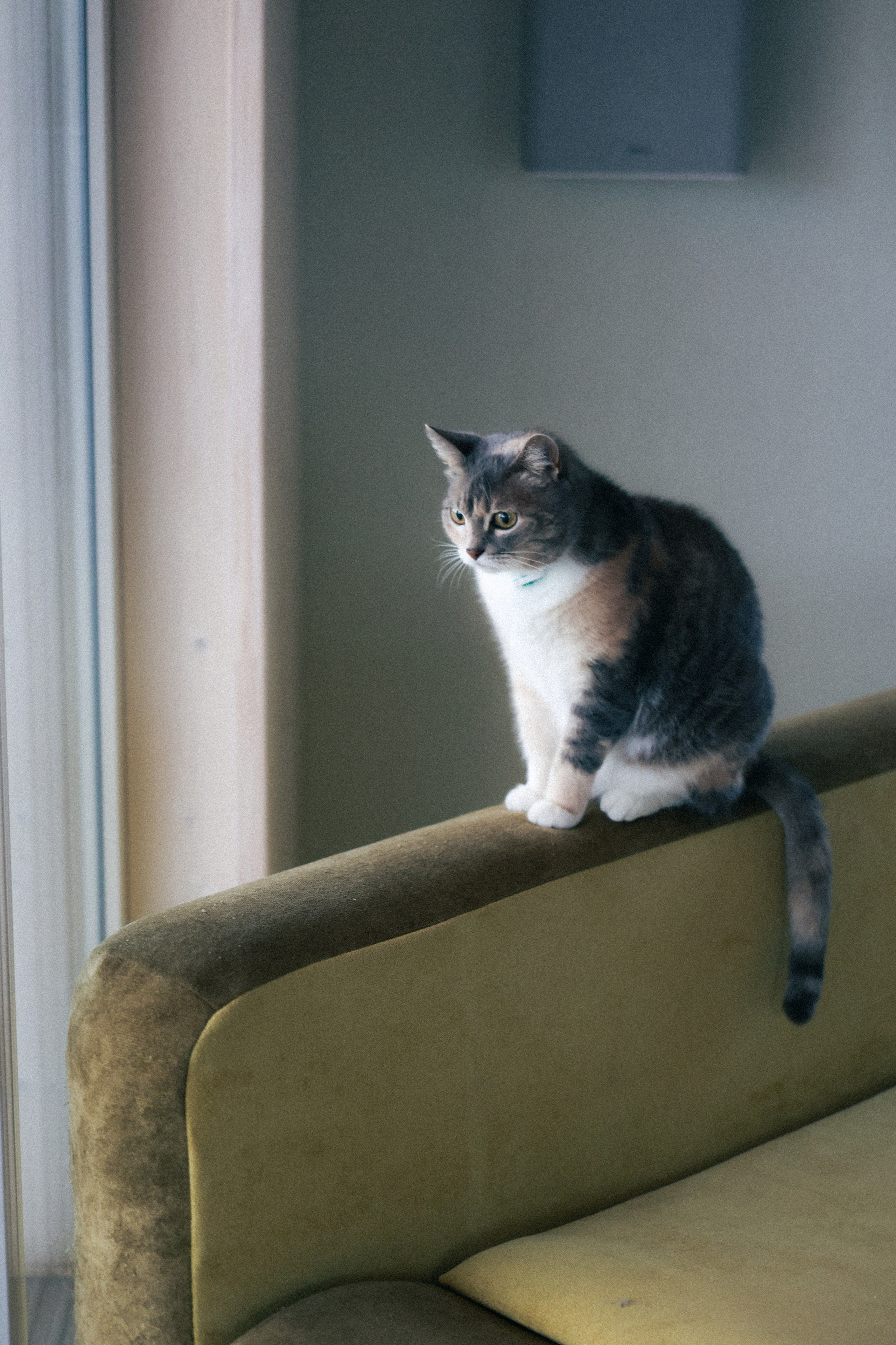 Валя Саша и Милана. Фотограф НатаФото (Наталья Яковенко) Дмитров Москва Питер