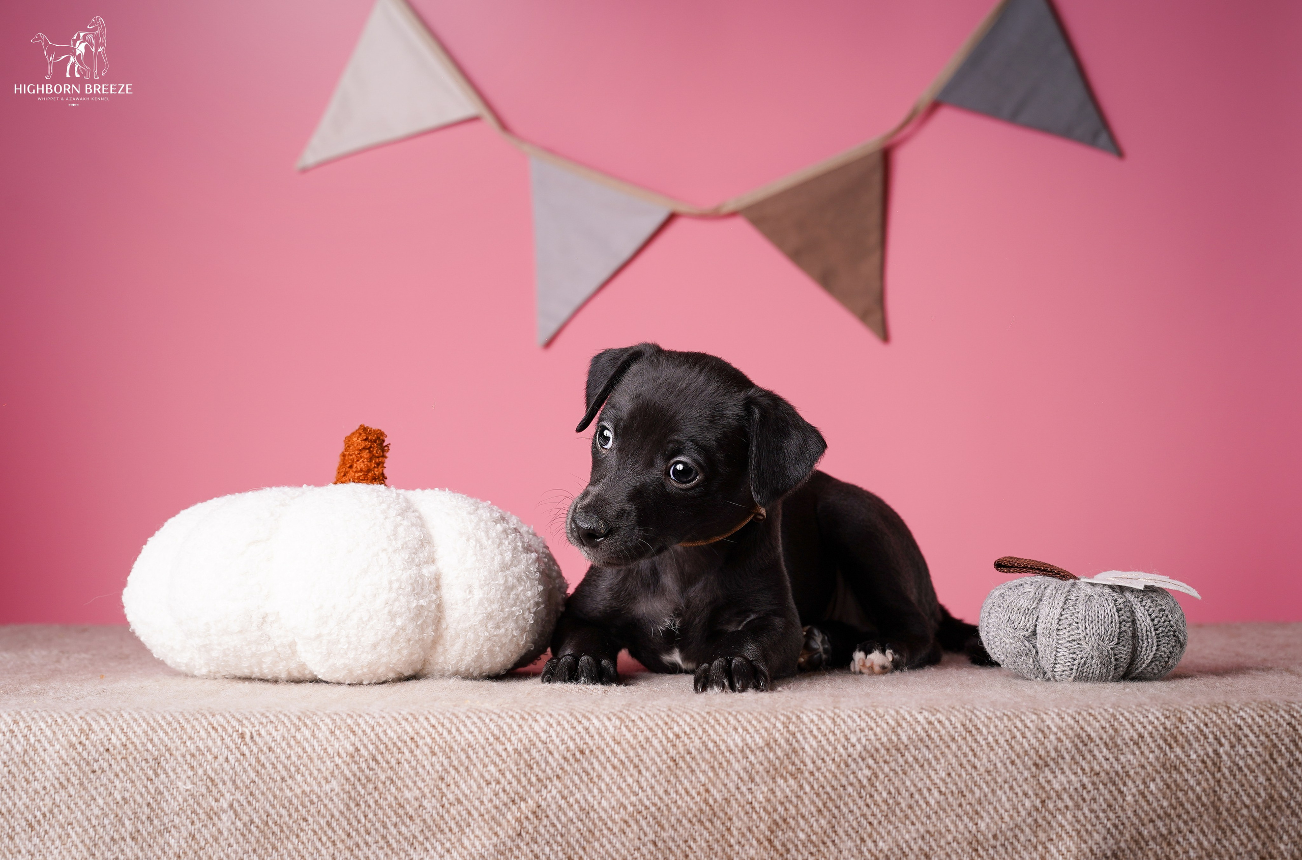 Щенки уиппета. Фотограф-анималист в Санкт-Петербурге Яна Мартынова