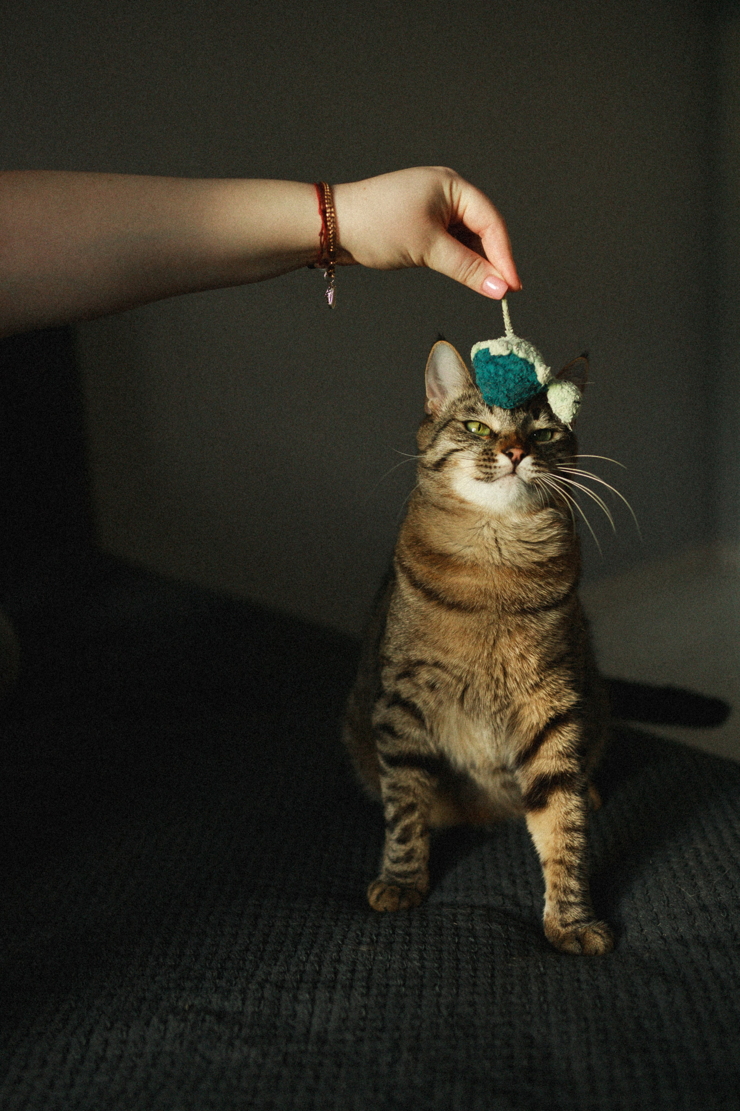 Домашняя ♥ Настя, Стас и кот Василий. Фотограф Тверь. Свадебные, семейные, индивидуальные фотосессии