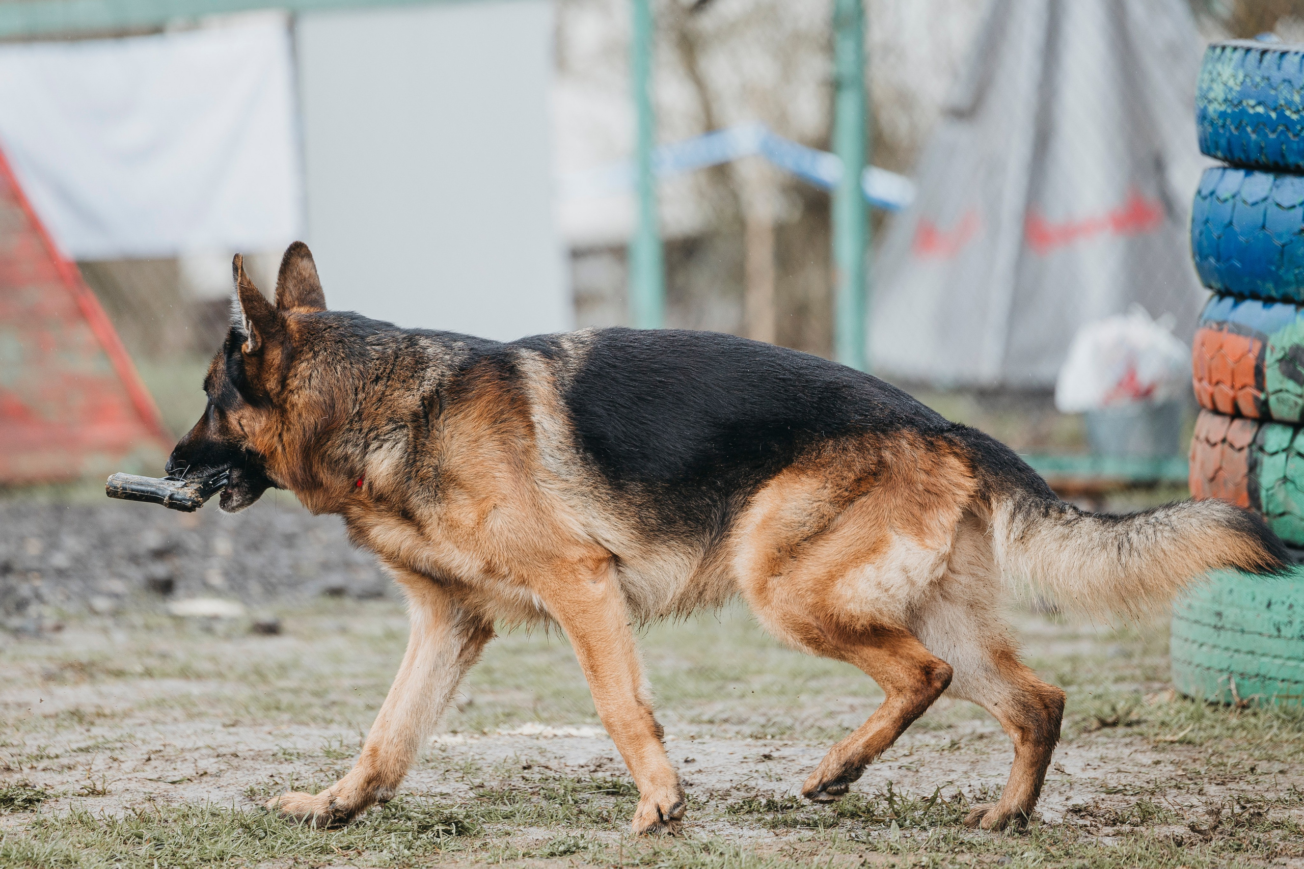 09.05.25 Вологда соревнования. Фотограф-анималист Анна Маринич