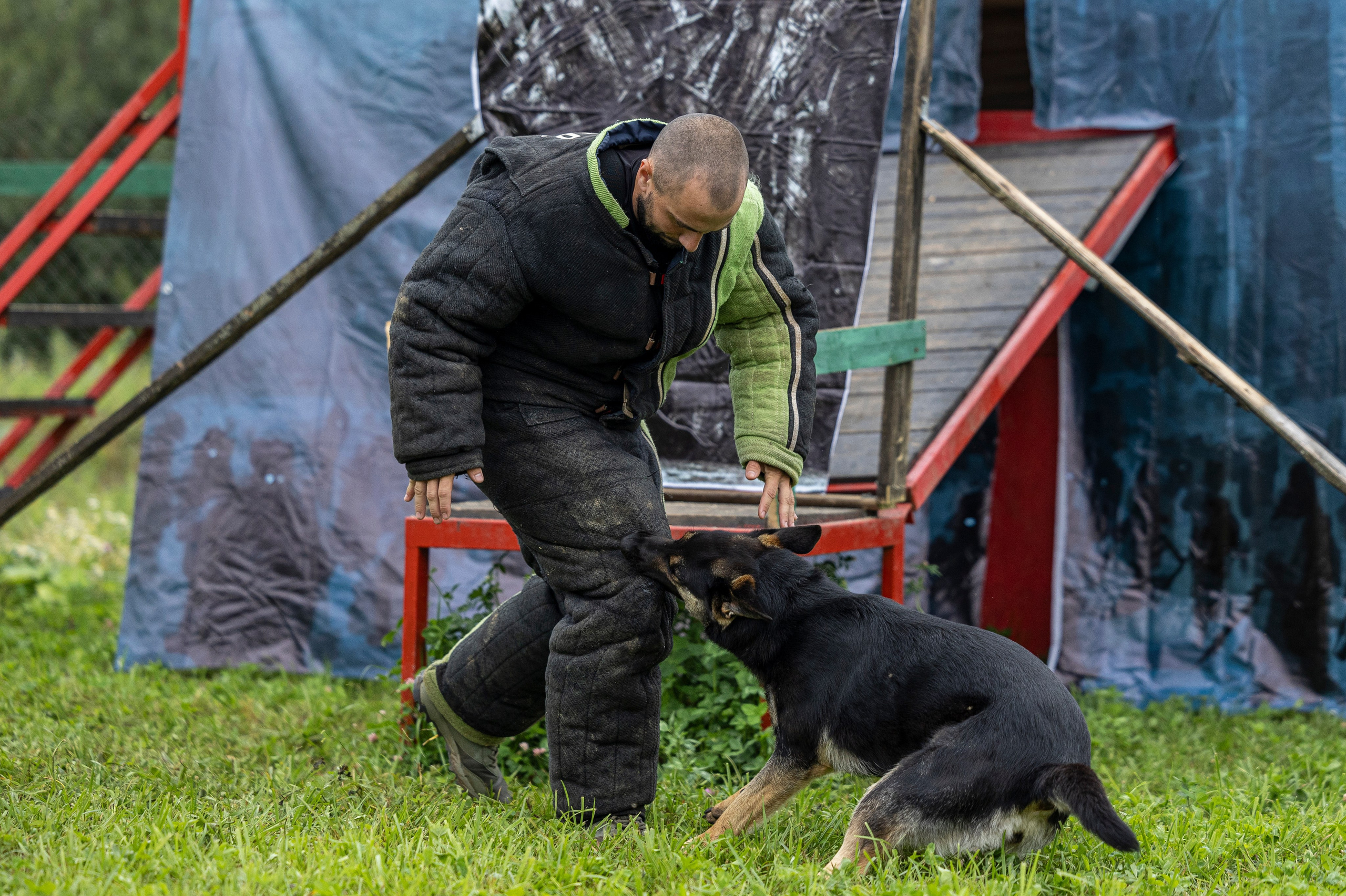 Соревнования по Мондьорингу г. Вологда 10-11.08.2024. Фотограф-анималист Анна Маринич