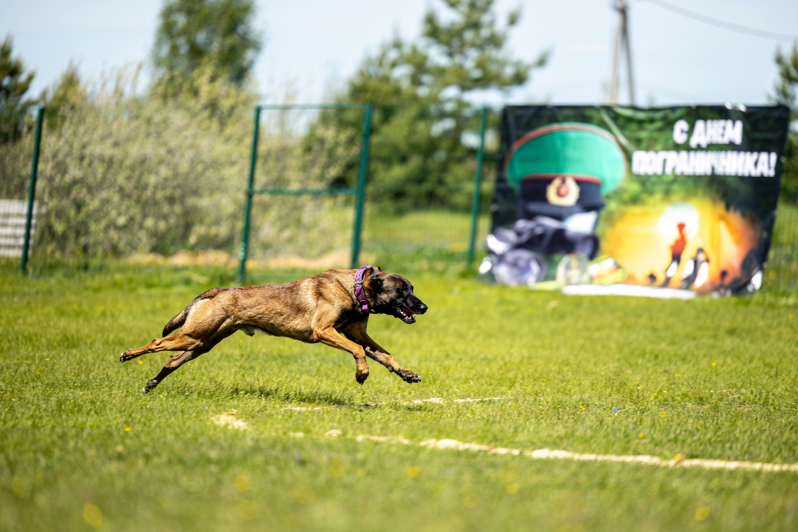 Испытания по мондьорингу в Нижнем Новгороде. Фотограф-анималист Анна Маринич