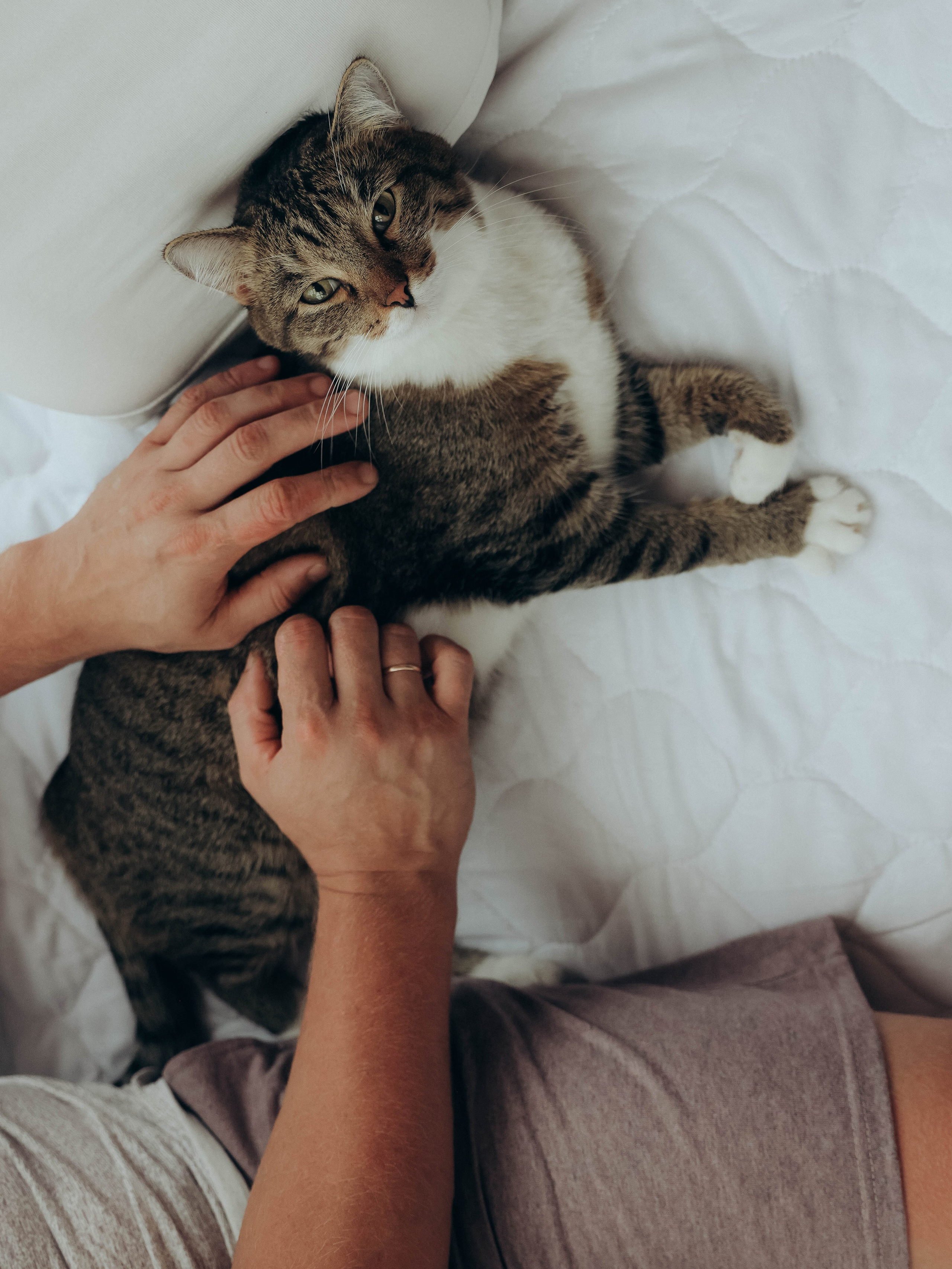 Любовь и котики. Мультифотограф Динара Ахмедзянова