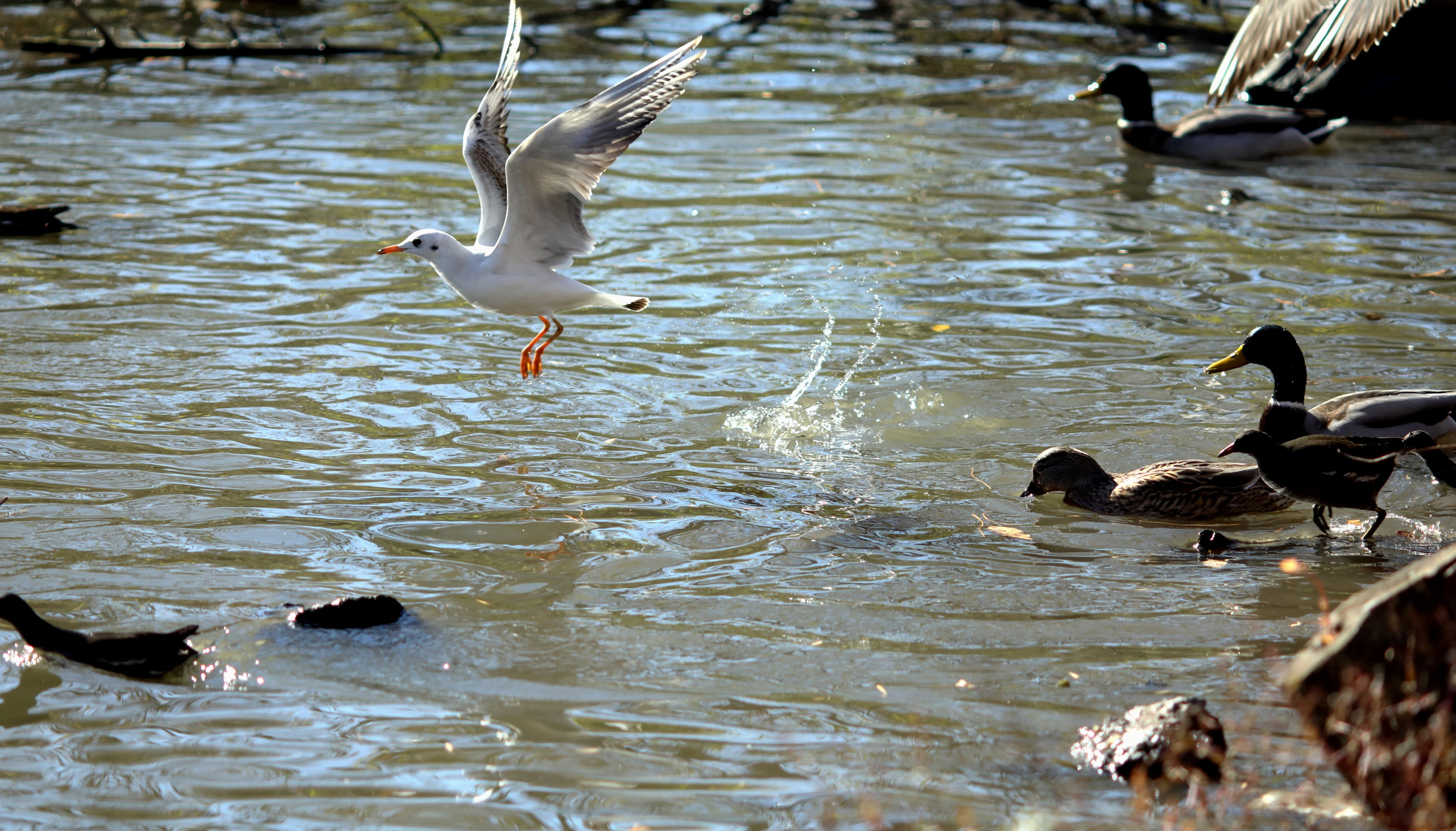 Птицы и животные южного региона. Фото-художник и Репортажный фотограф Николаев Александр Алексеевич
