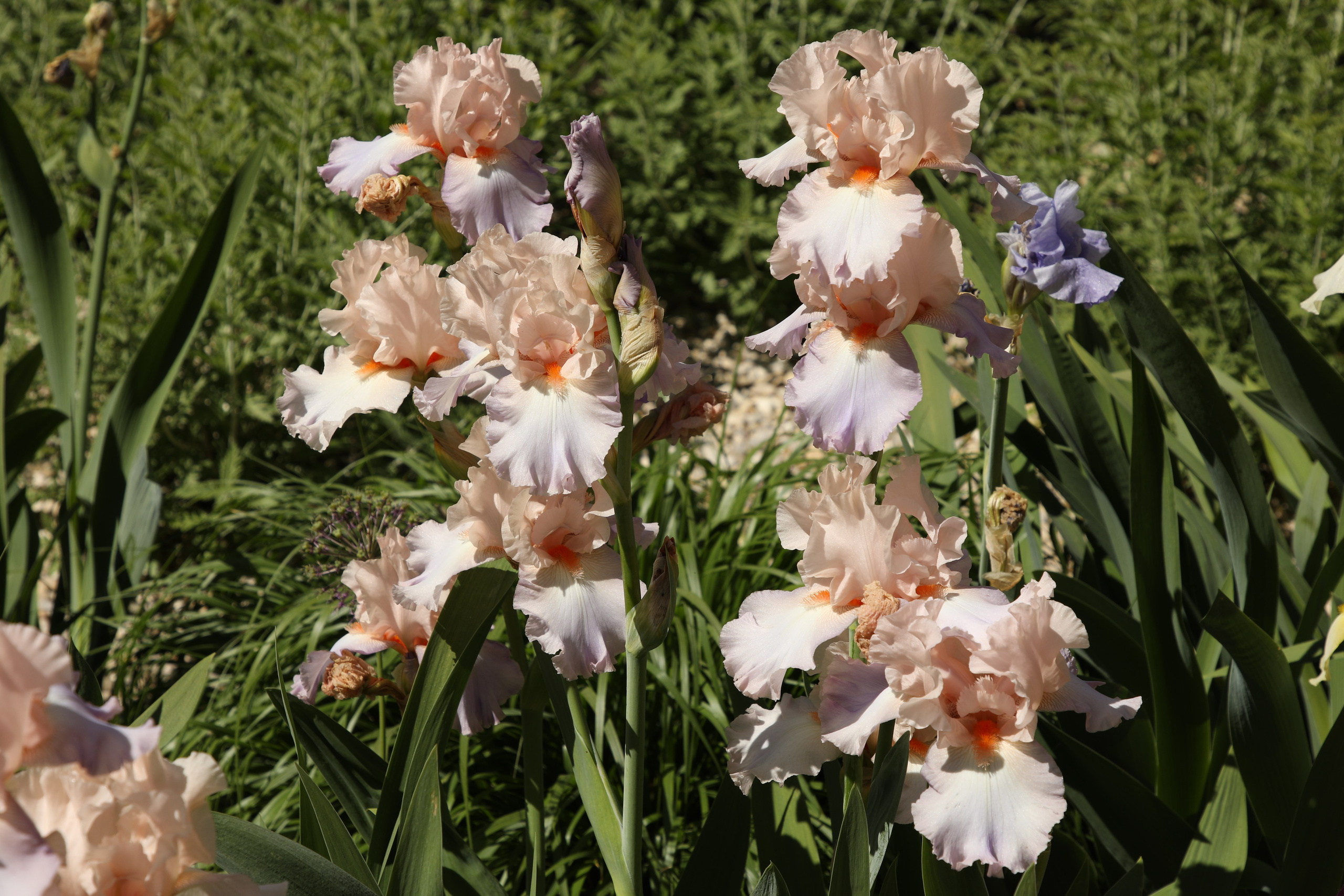 Цветы моего города. Фото-художник и Репортажный фотограф Николаев Александр Алексеевич