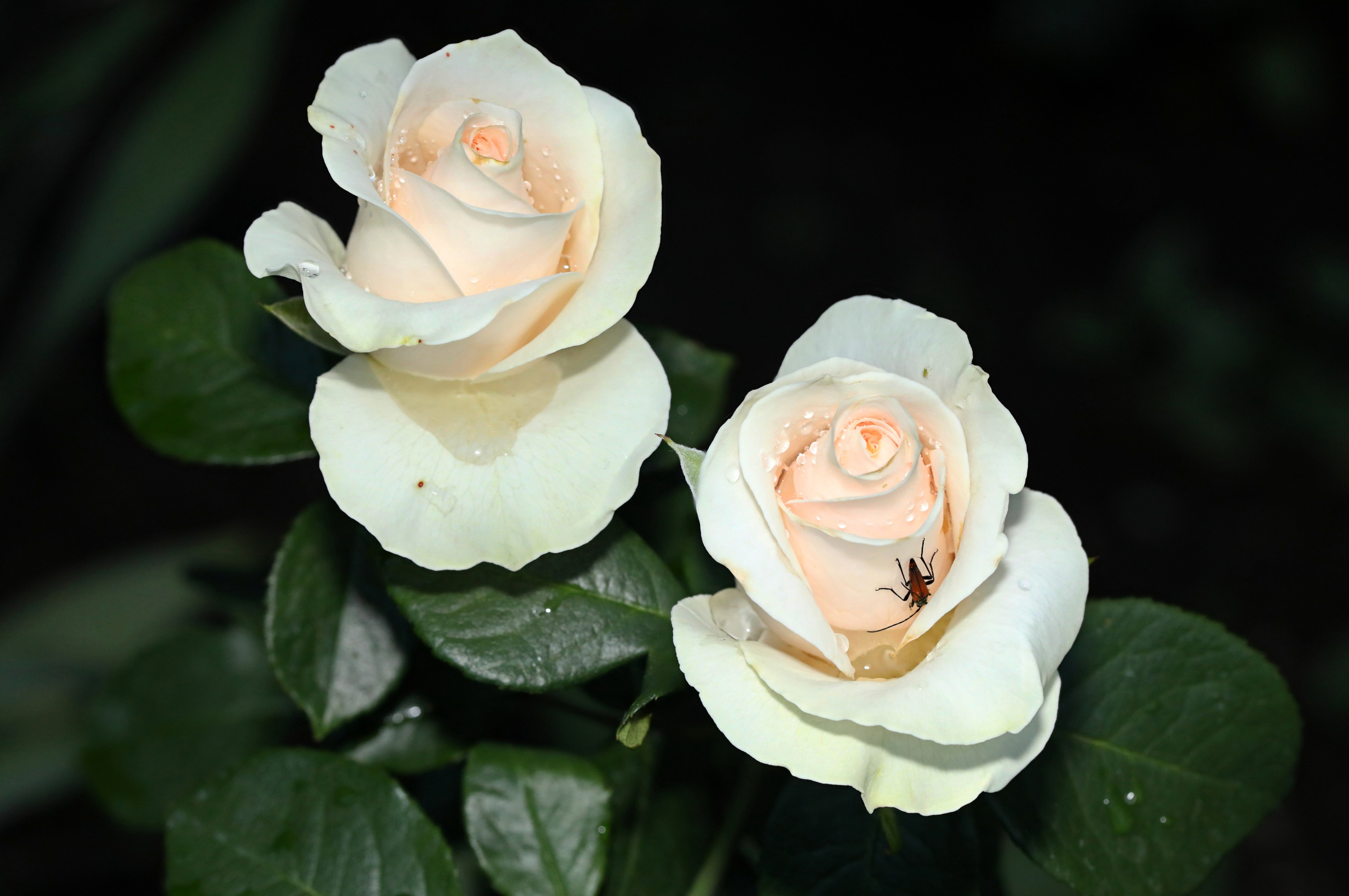 Цветы моего города. Фото-художник и Репортажный фотограф Николаев Александр Алексеевич