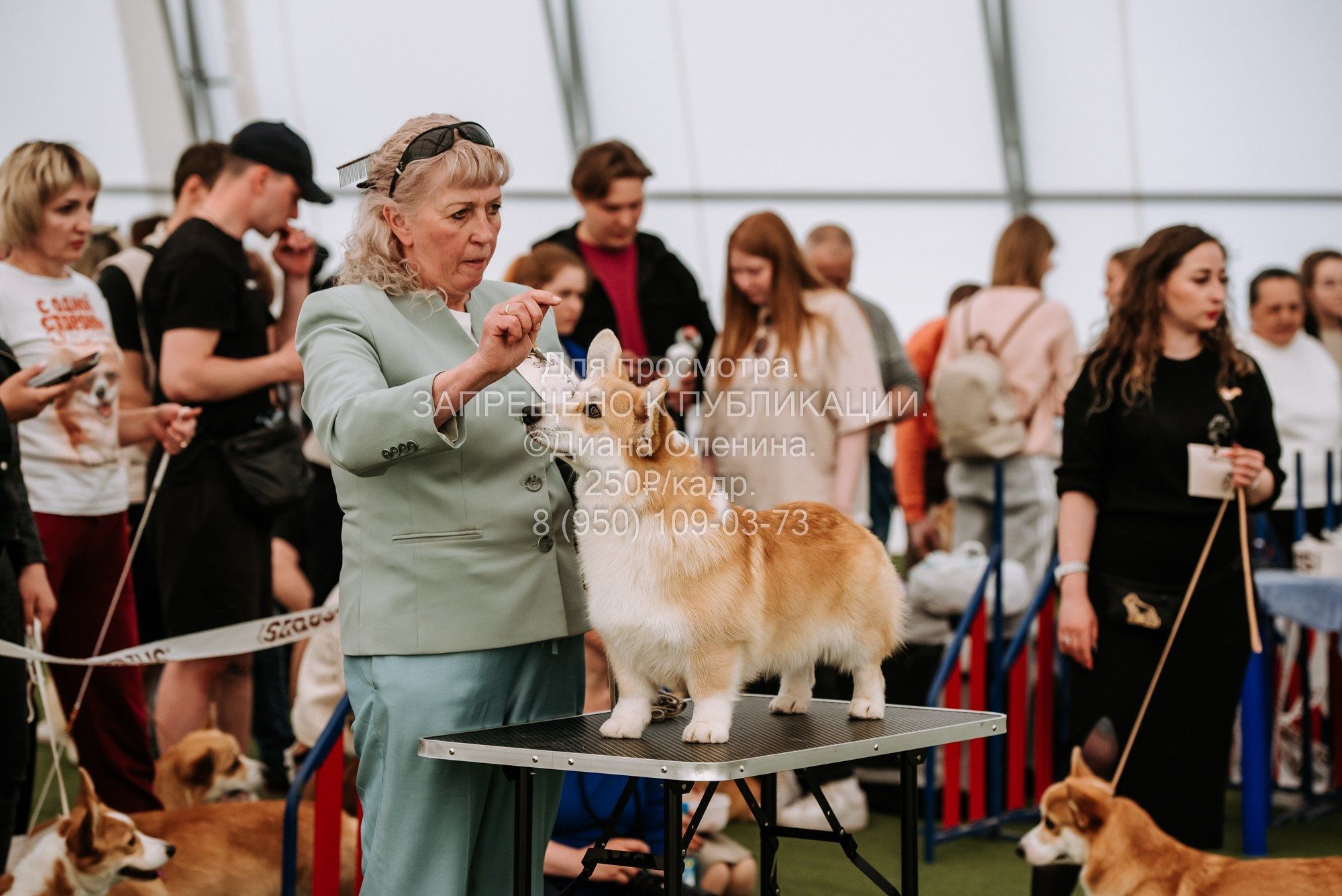 Выставка собак Красноярск 2.06. Фотограф Диана Оленина Красноярск / Братск