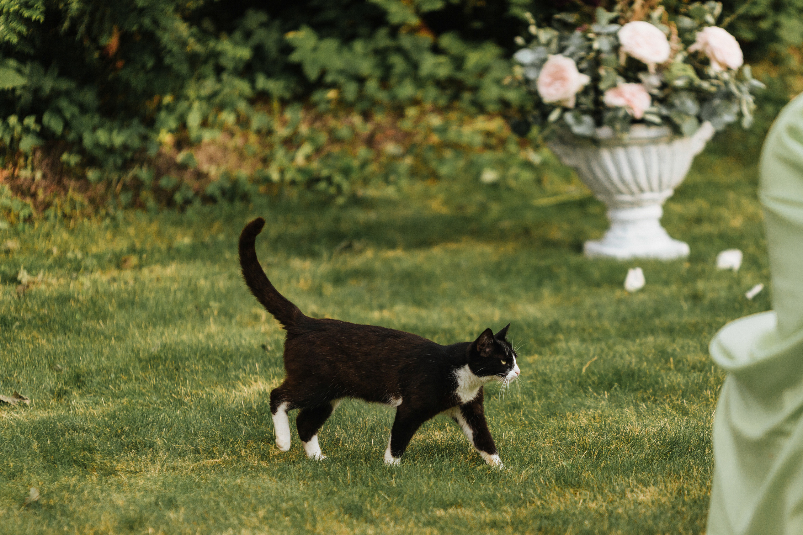 Грубияны. Летний дождь и коты свидетели. Портфолио свадебного фотографа. Роман Каргаполов