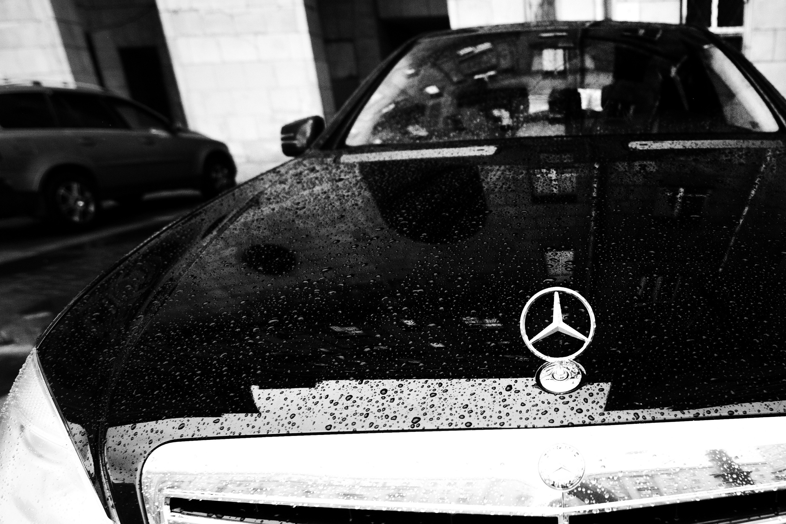 Грубияны. Летний дождь и коты свидетели. Портфолио свадебного фотографа. Роман Каргаполов