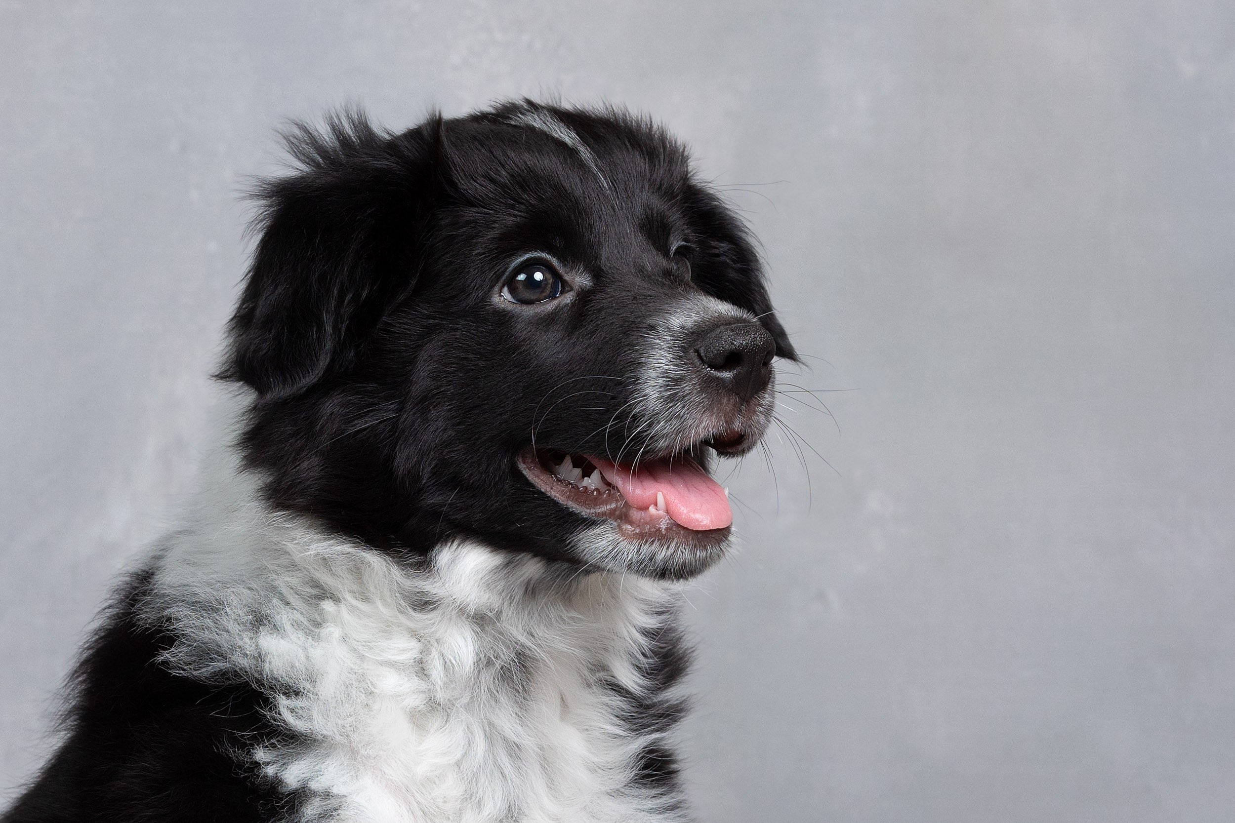 Презентация помета щенков в 2 месяца. Фотограф-анималист в Москве и Московской области Татьяна Фролова