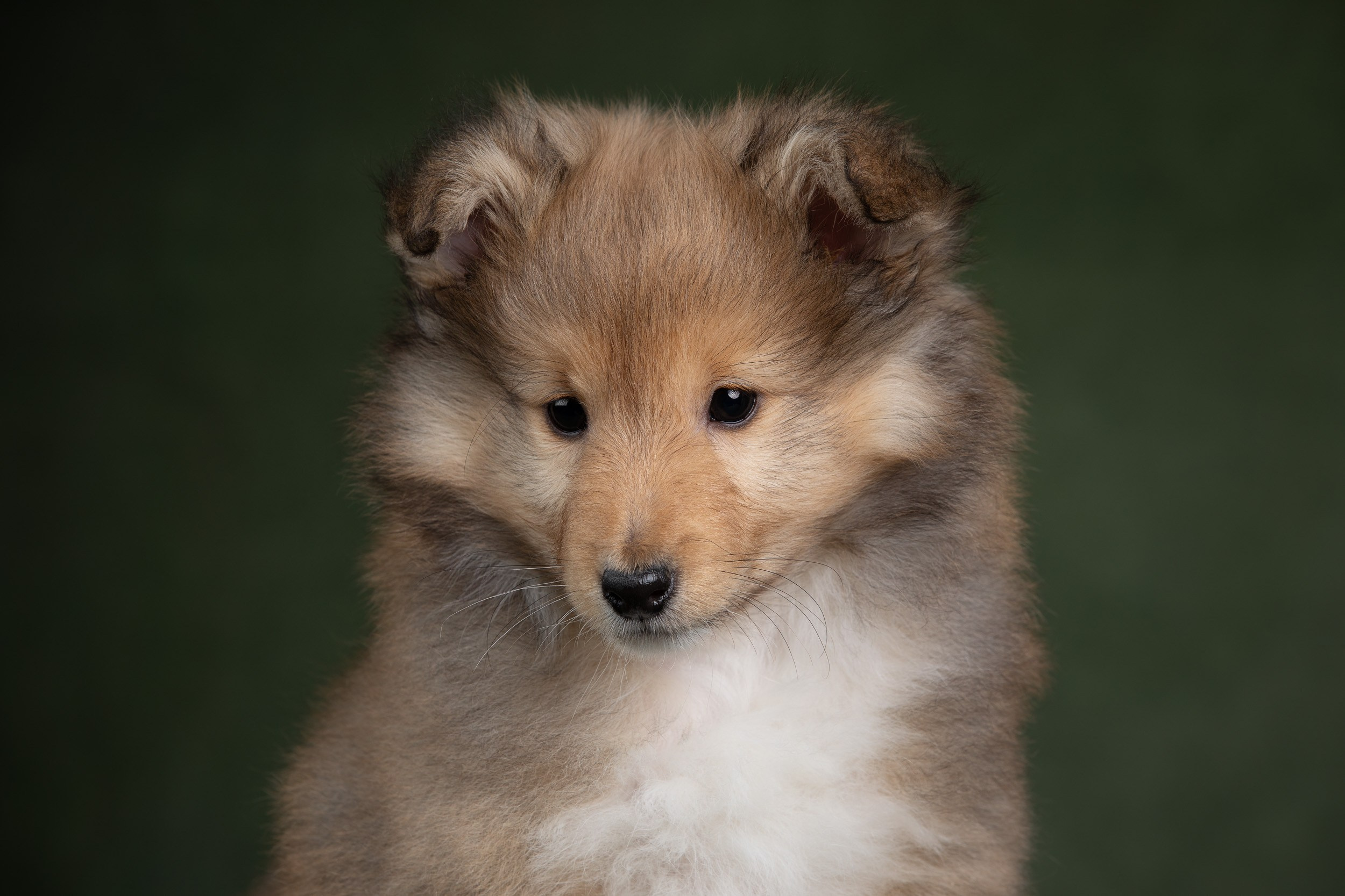 Помет щенков в 2 месяца. Фотограф-анималист в Москве и Московской области Татьяна Фролова