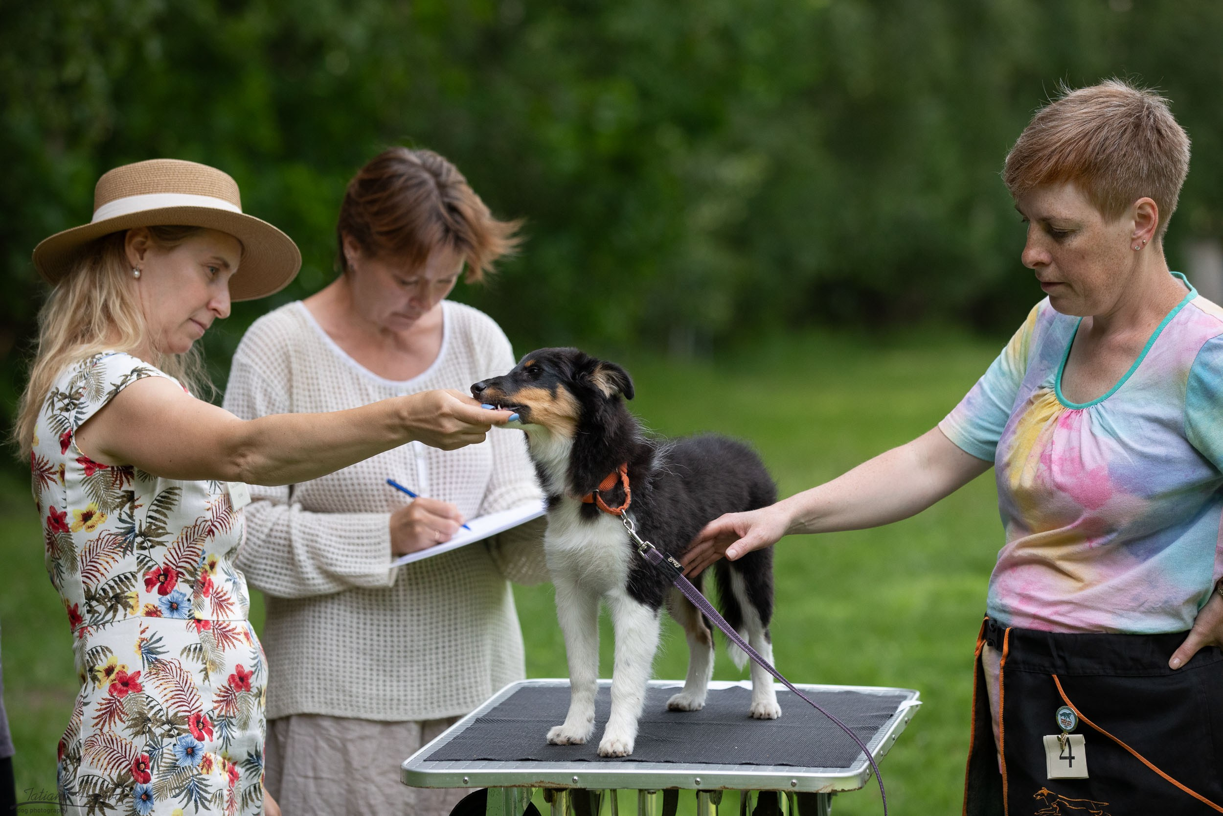 Репортаж с выводки молодняка колли/шелти в Ясенево. Фотограф-анималист в Москве и Московской области Татьяна Фролова