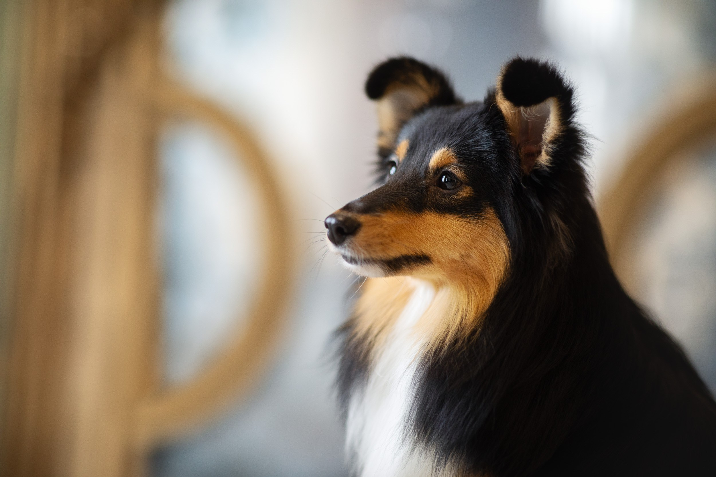 Съемка с собакой в студии Москва. Фотограф-анималист в Москве и Московской области Татьяна Фролова