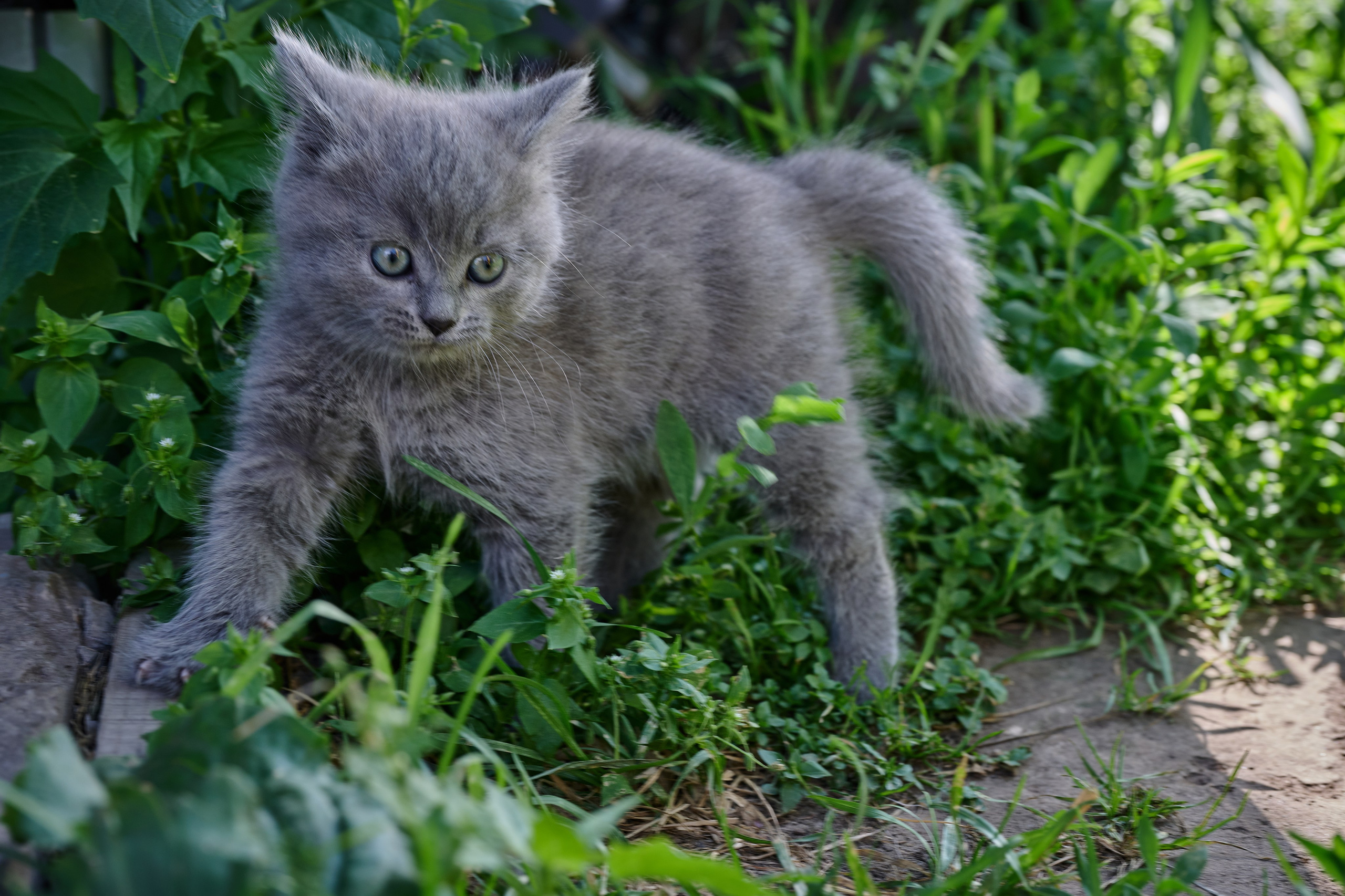 Фотосессия The Кот. Фотограф Роман Адлер