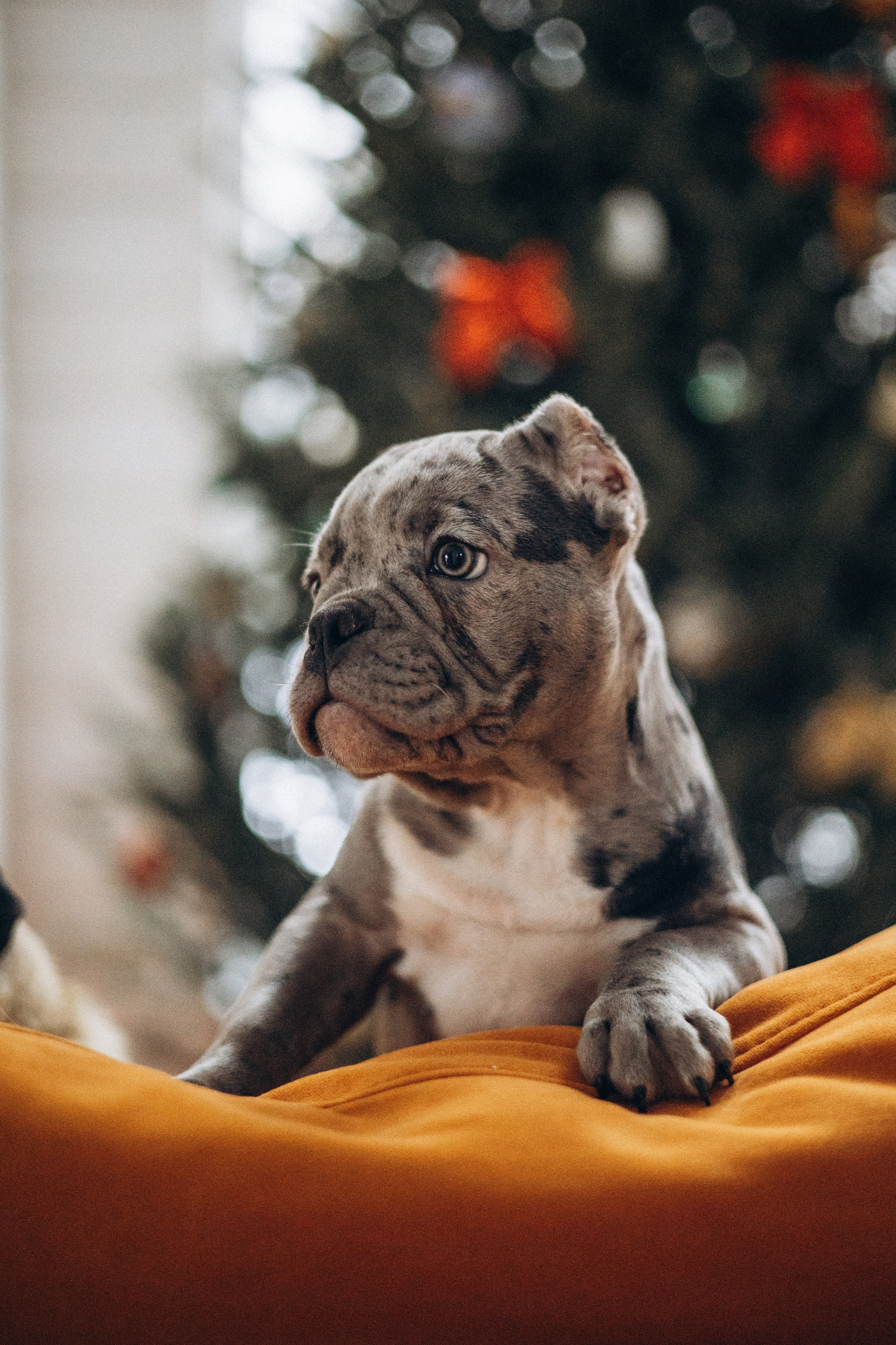 Семейная для Ксюши. Фотограф — Анималист | Санкт-Петербург