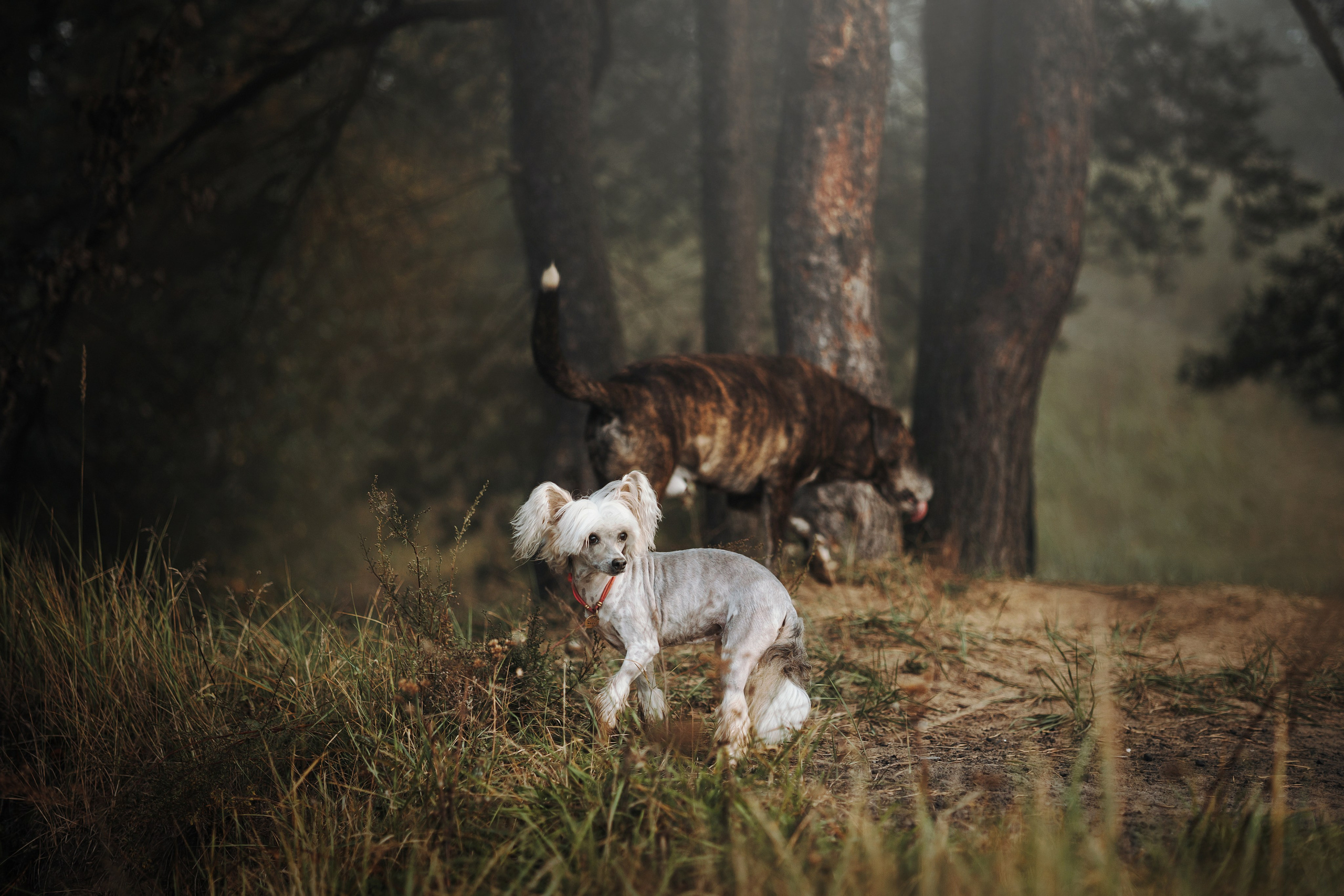 Любовь и ее хвостики. Фотограф — Анималист | Санкт-Петербург