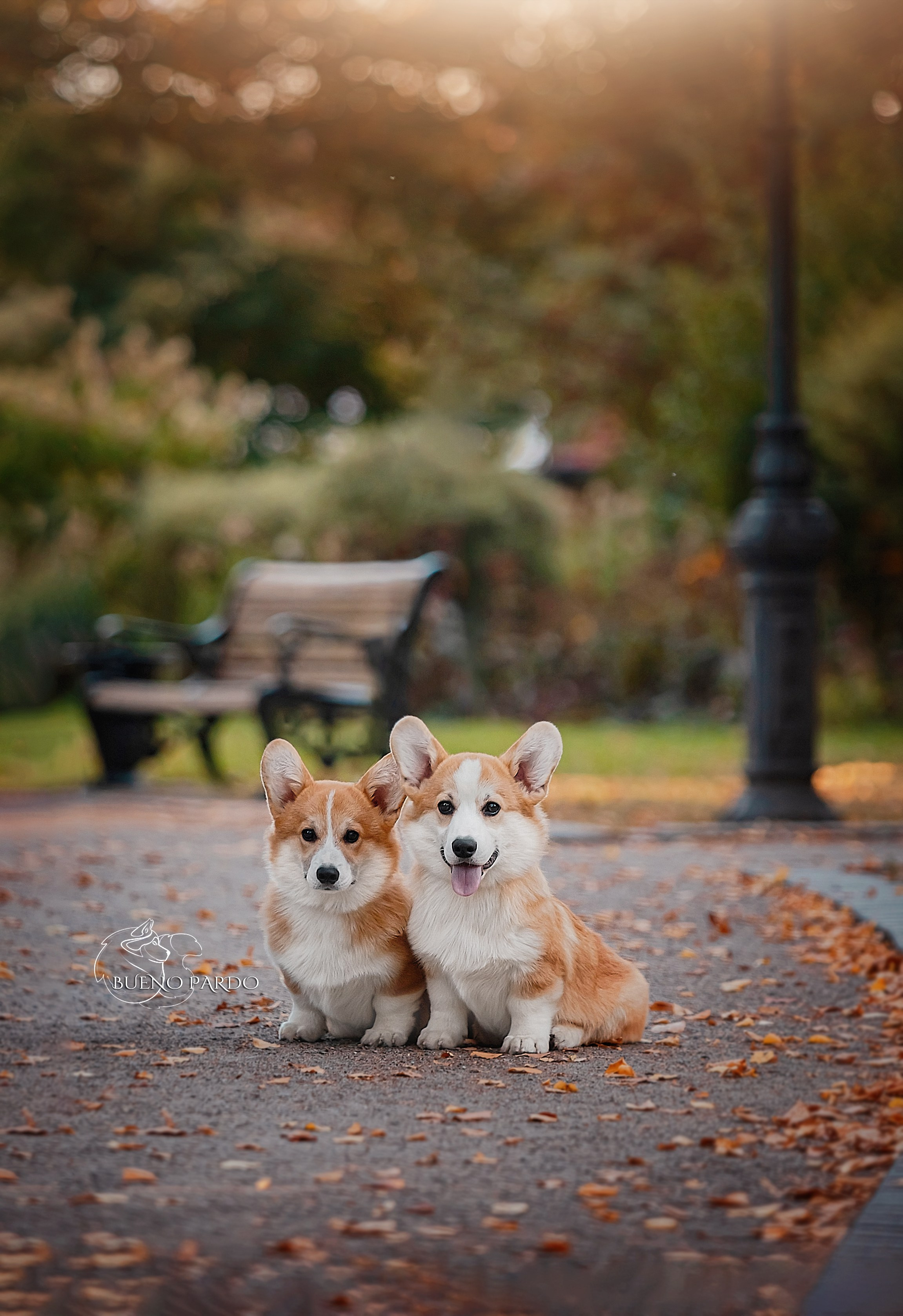 Щенки вельш корги пемброк из питомника. Питомник собак Акита, Хаски, Корги