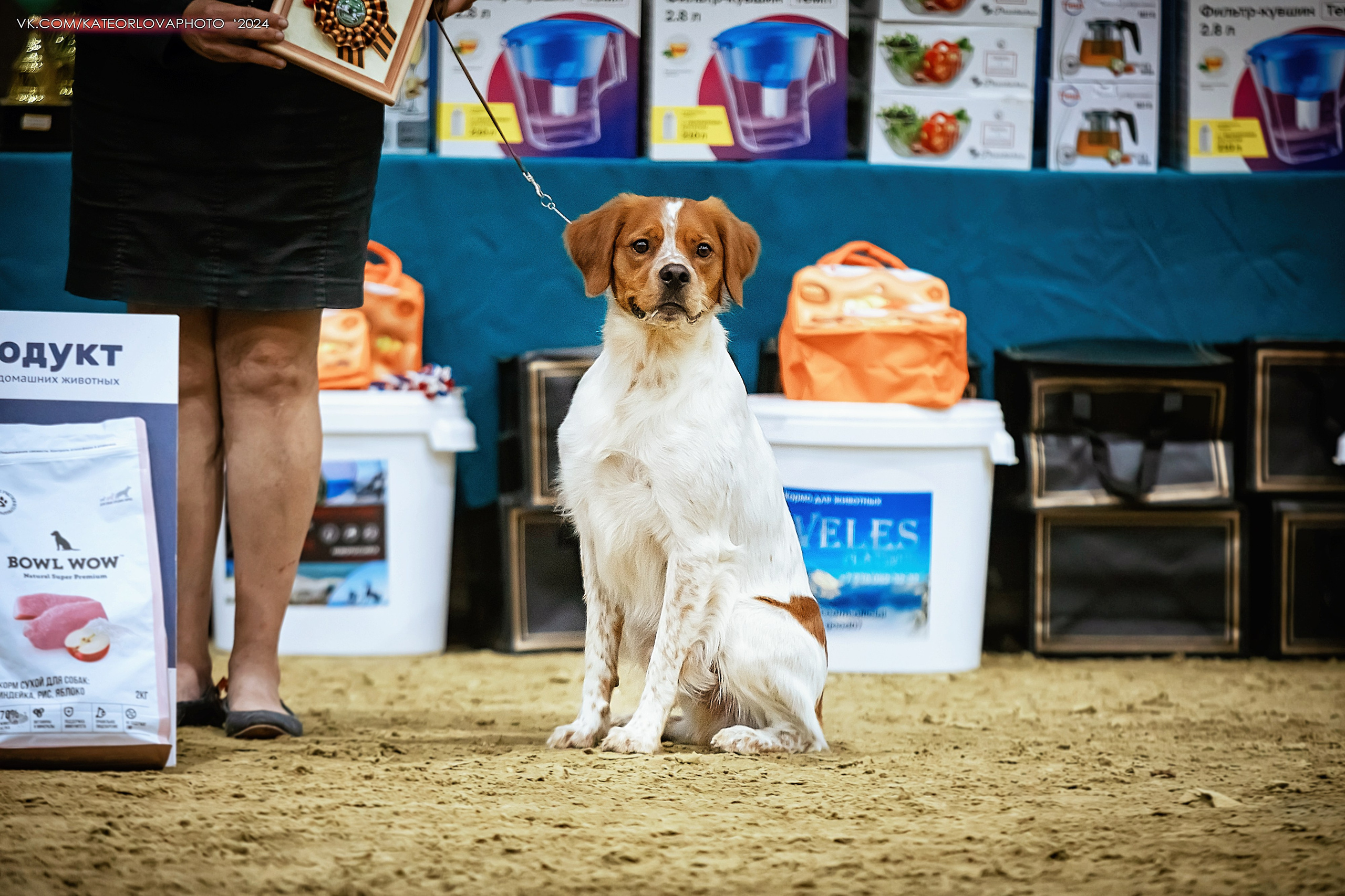 Фотосъемка собак, щенков, на выставках, фотограф анималист Россия воронеж. Питомник собак Акита, Хаски, Корги