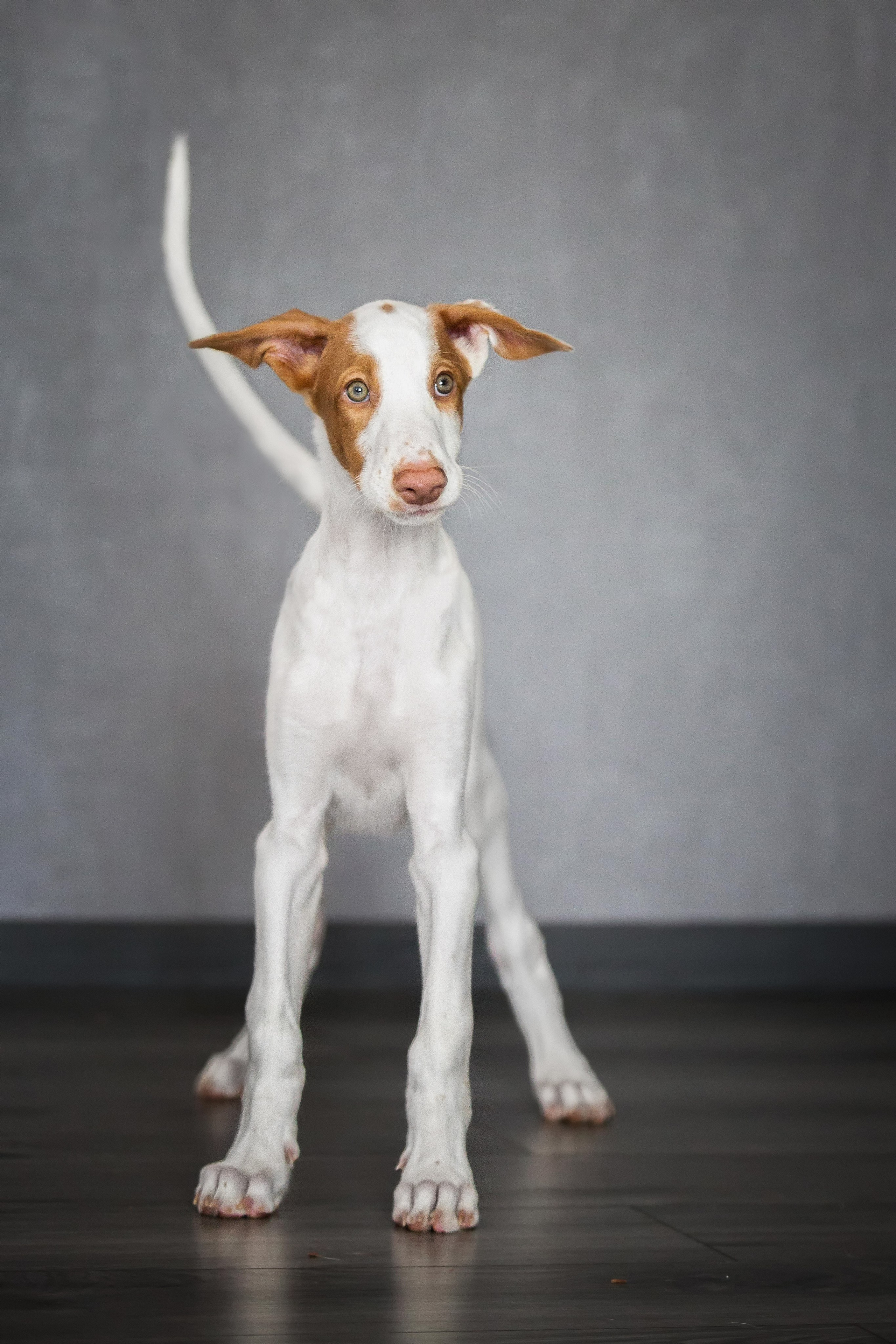 Поденко Ибиценко. Https://moshkovaphoto.ru/