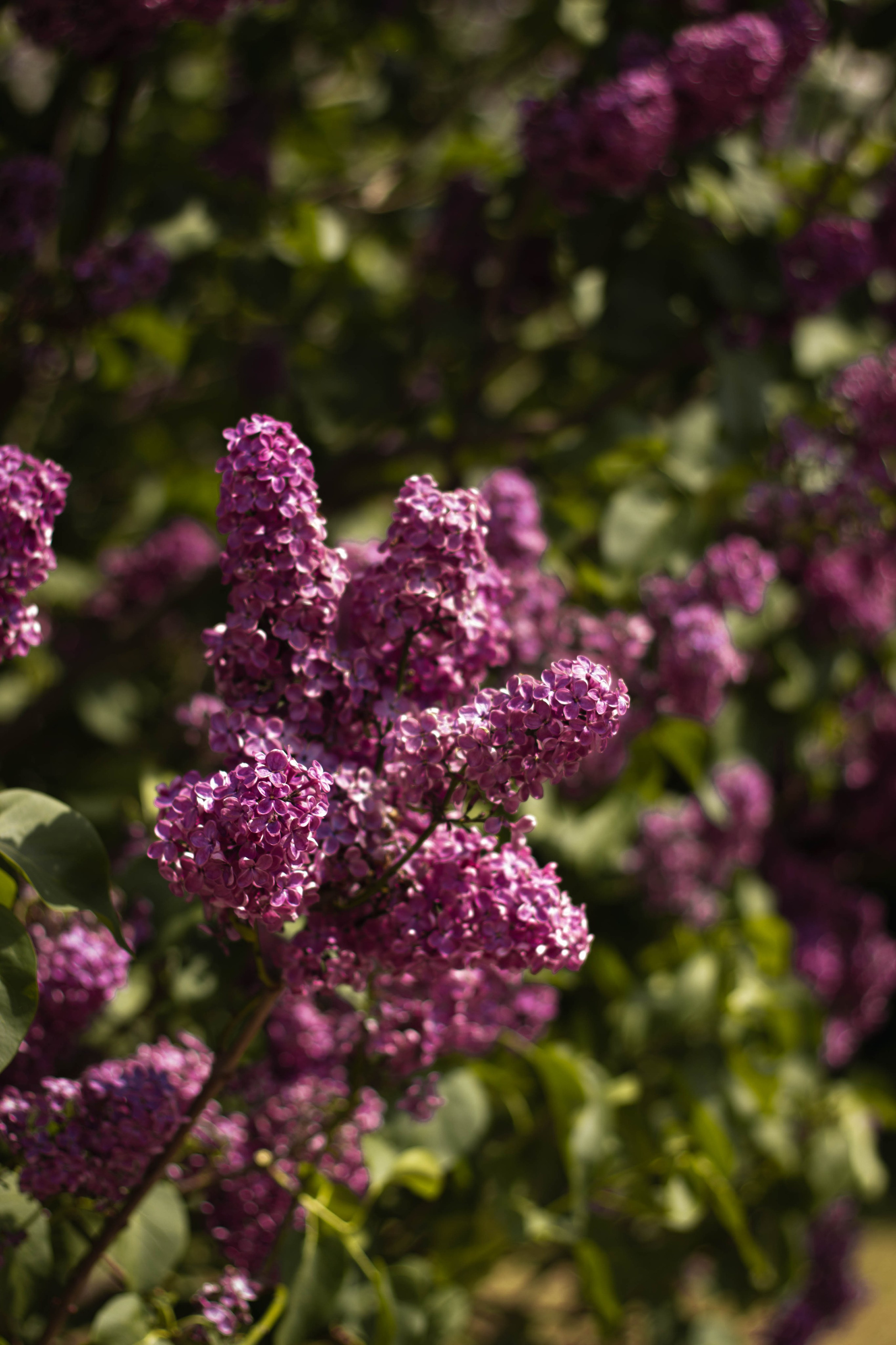 Сиреневый сад. Семейный и детский фотограф в Павловском Посаде Сарапкина Наталья