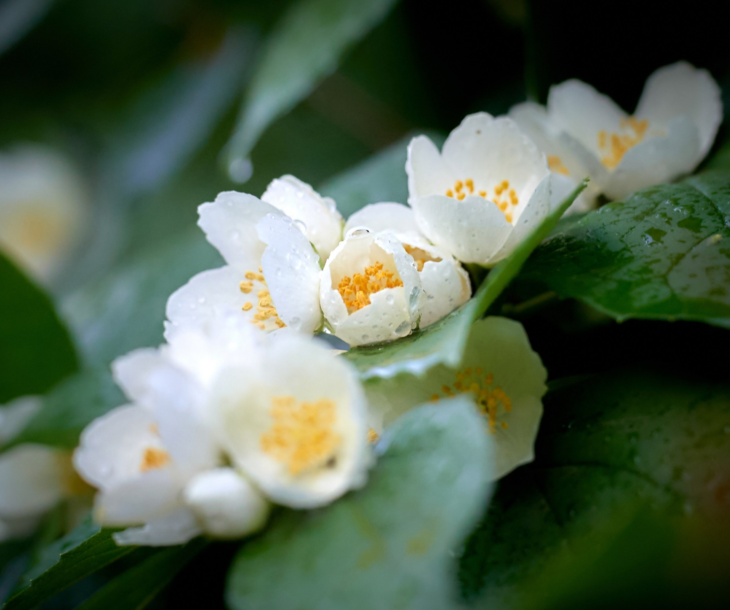 Лютики-цветочки — галерея NATRIEL