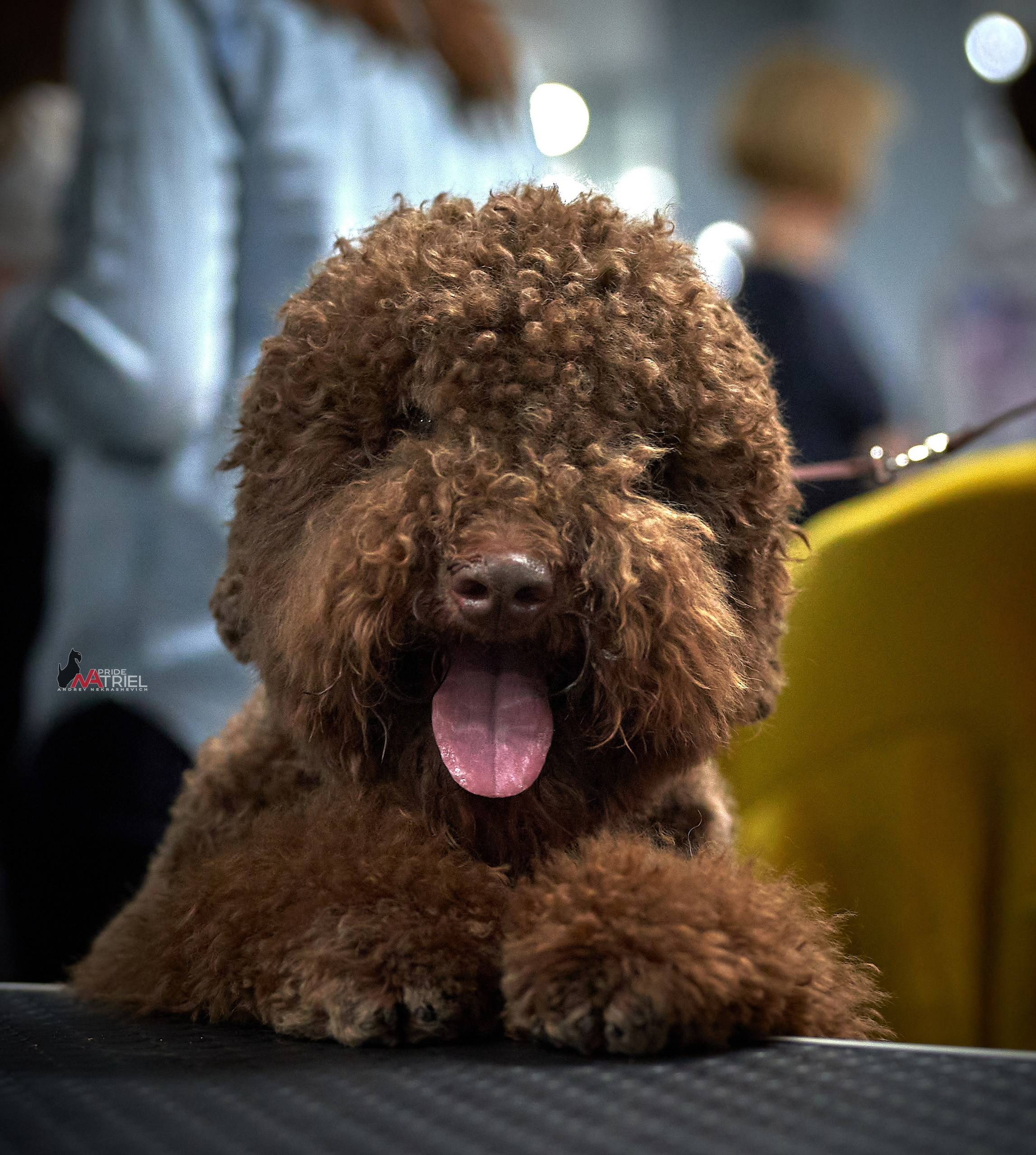 Портреты собак — галерея NATRIEL