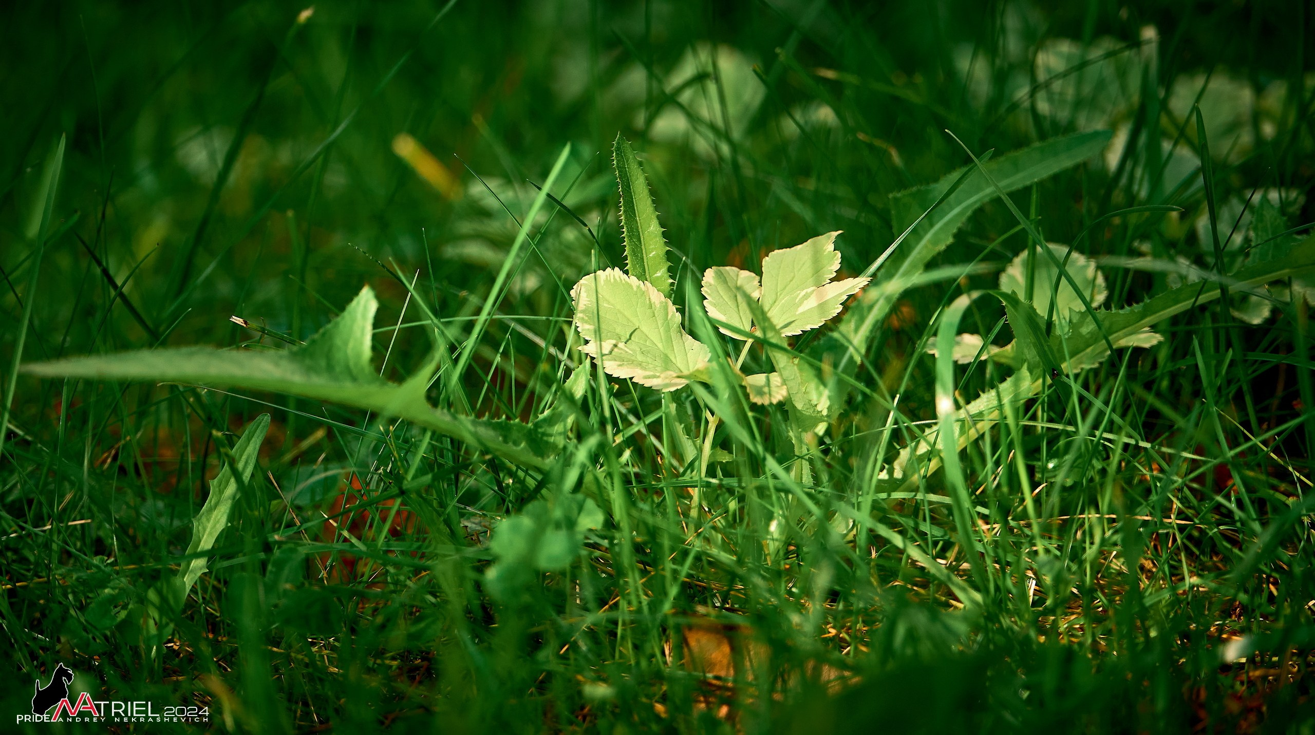 Съемка природы, макро