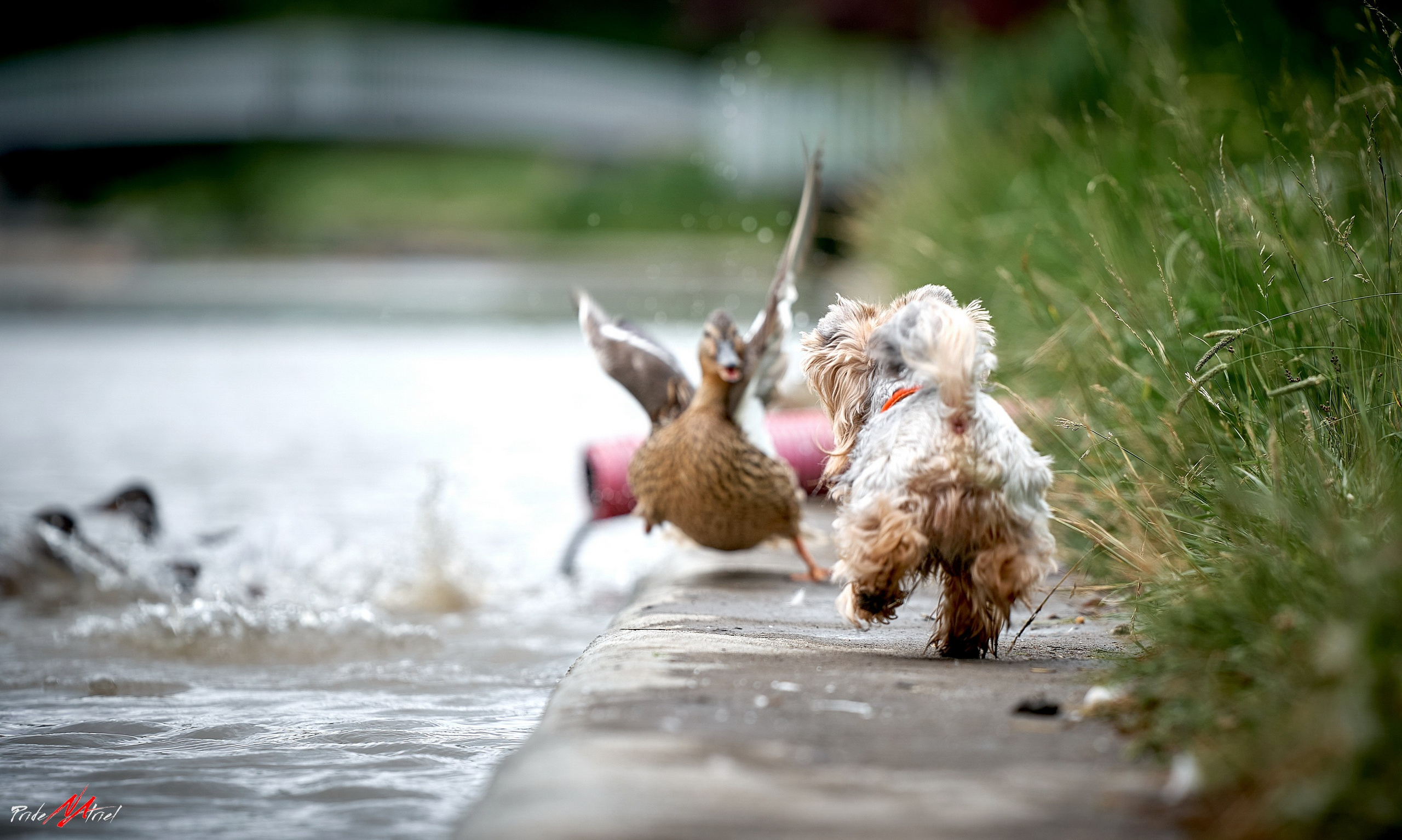Йоркширский терьер Циля