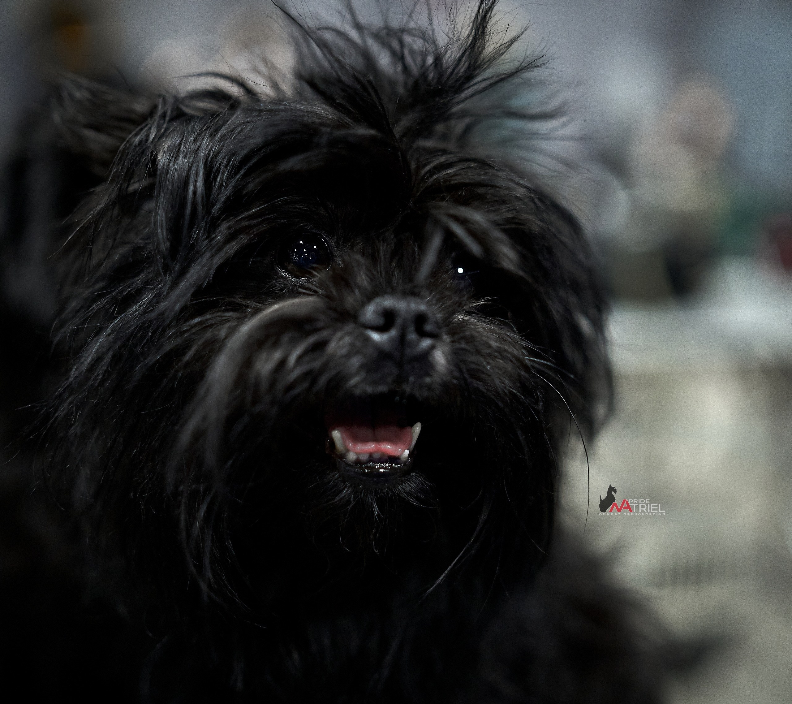 Портреты собак — галерея NATRIEL