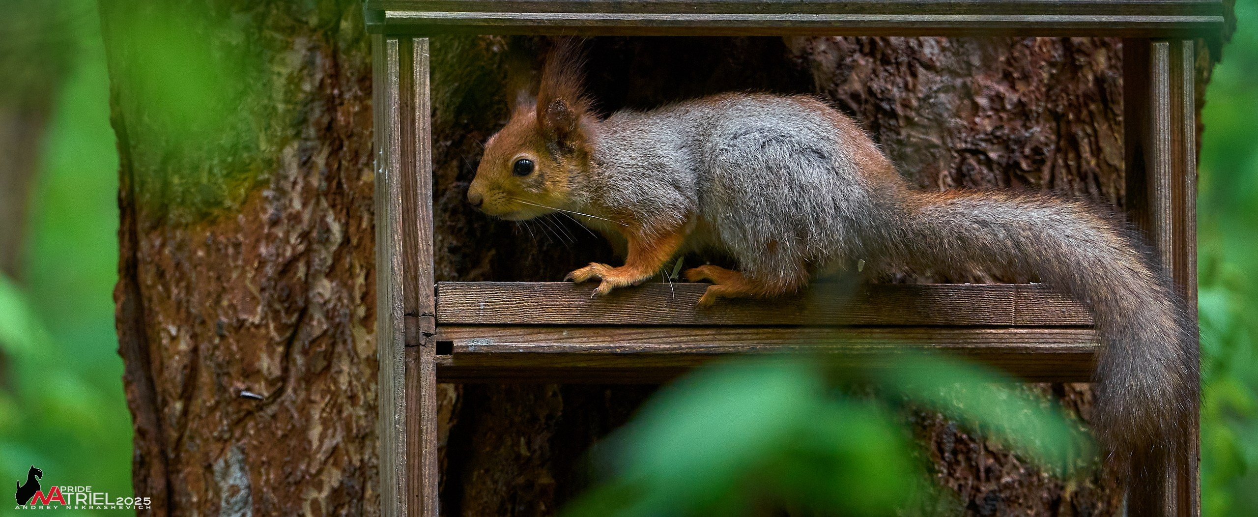 Съемка в майском лесу