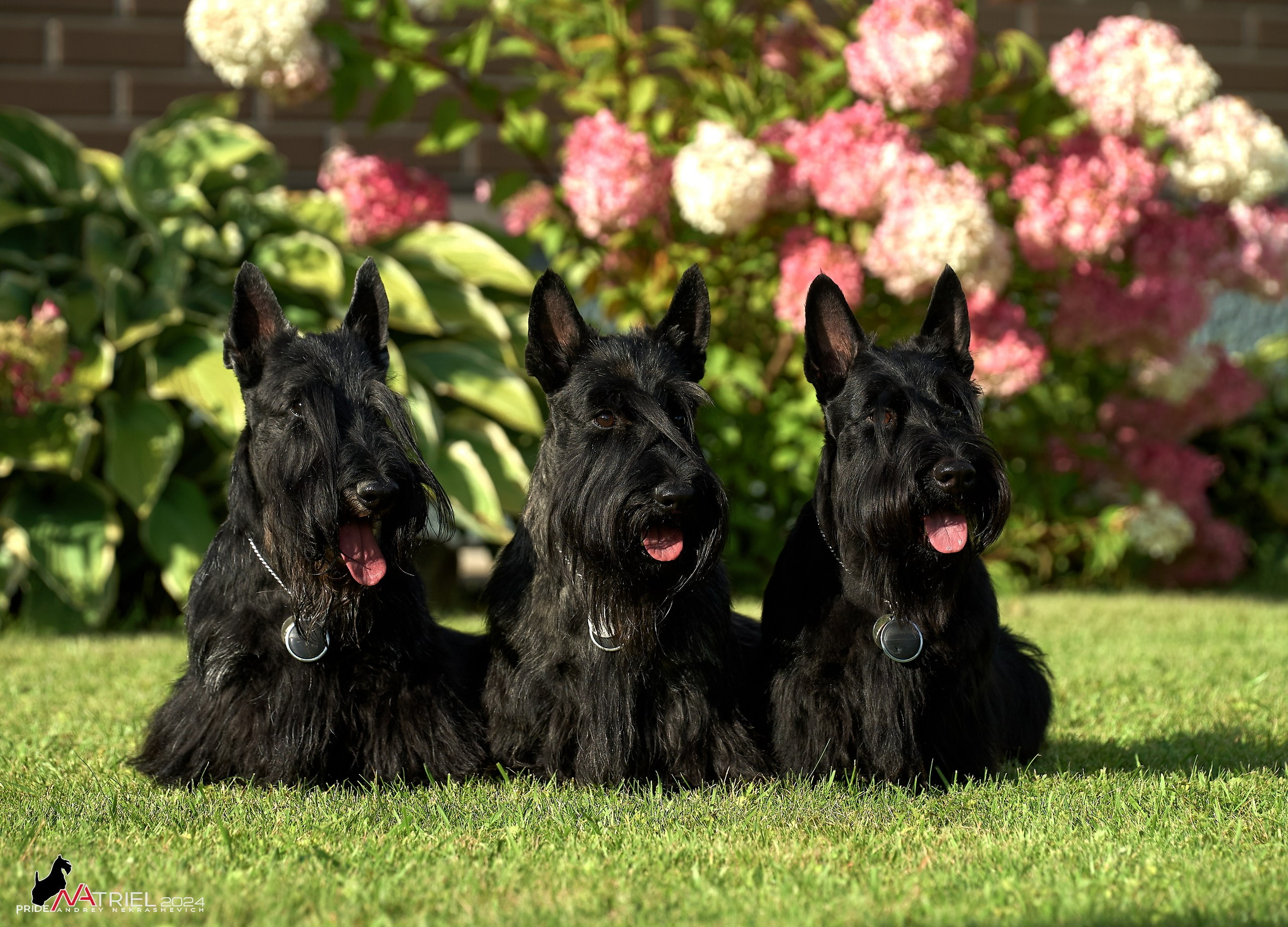 Скотчесемья «ИмпериалИти»