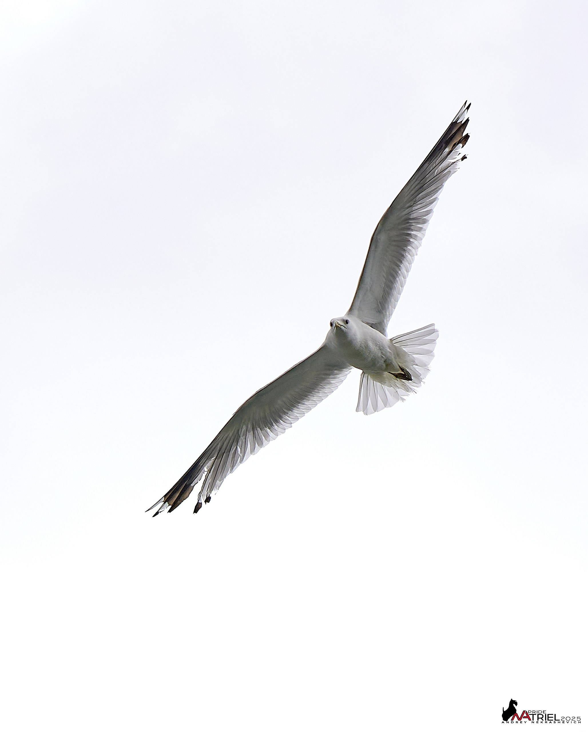 Съемка в парке на воде