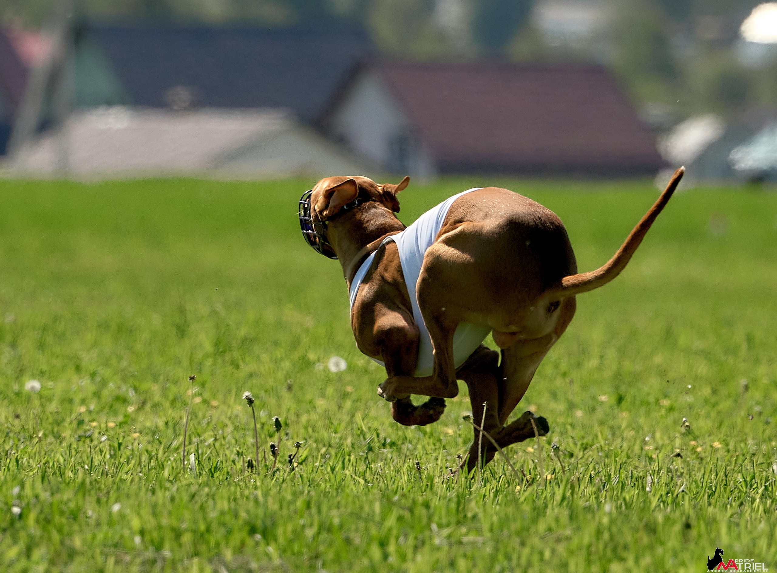 Съемка курсинг — галерея NATRIEL