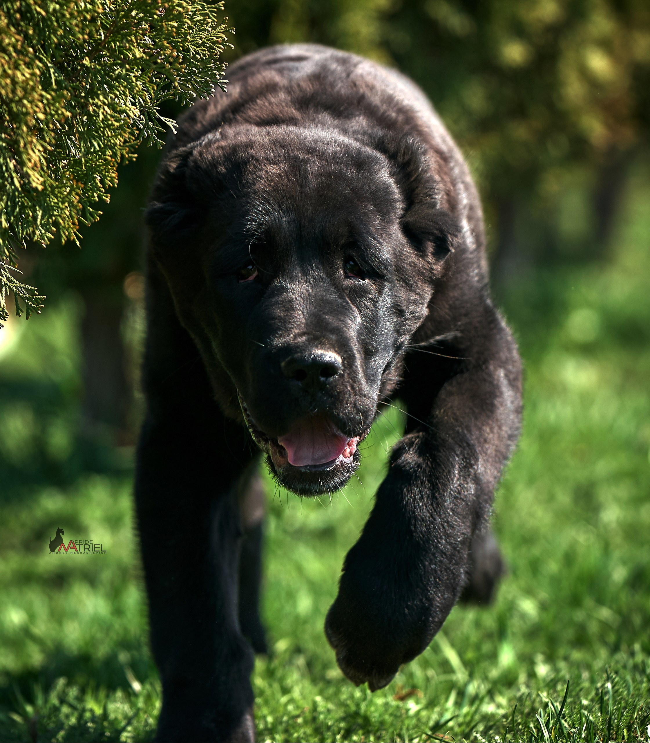 Среднеазиаты — щенки и взрослые