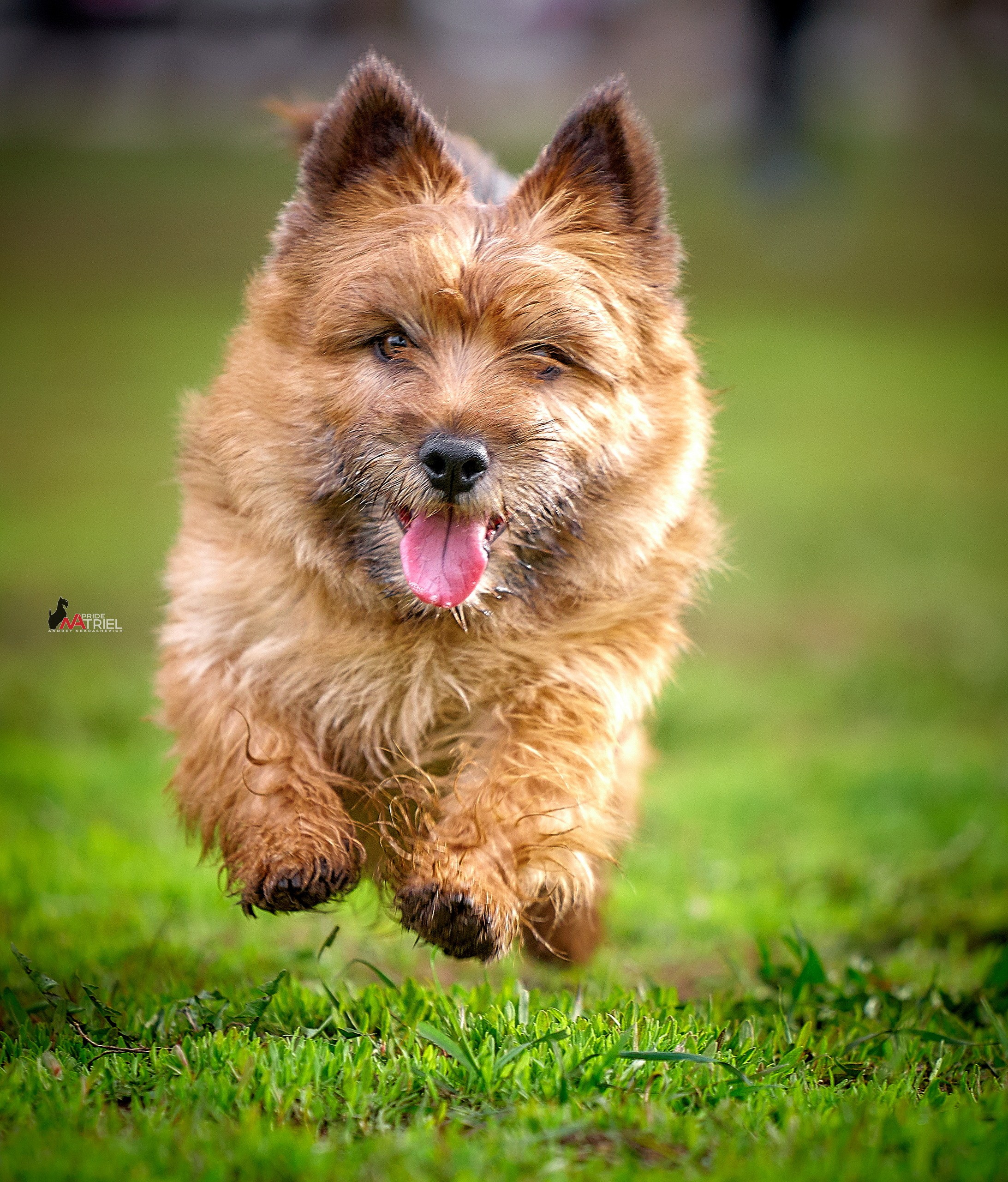 Прогулка в движении — галерея NATRIEL