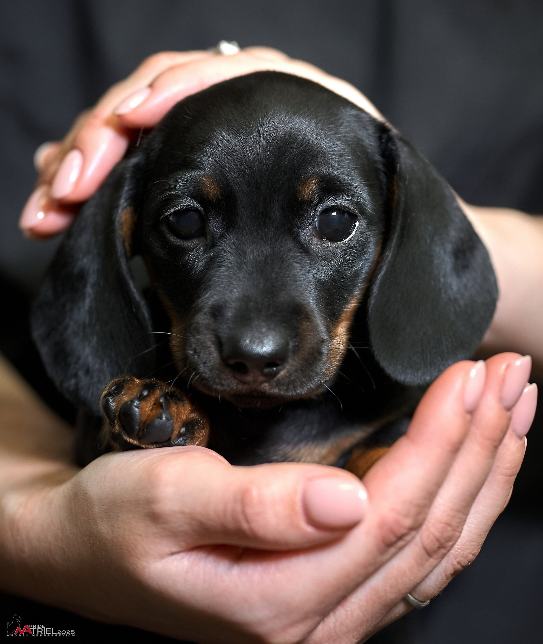 Щенки дома — галерея NATRIEL