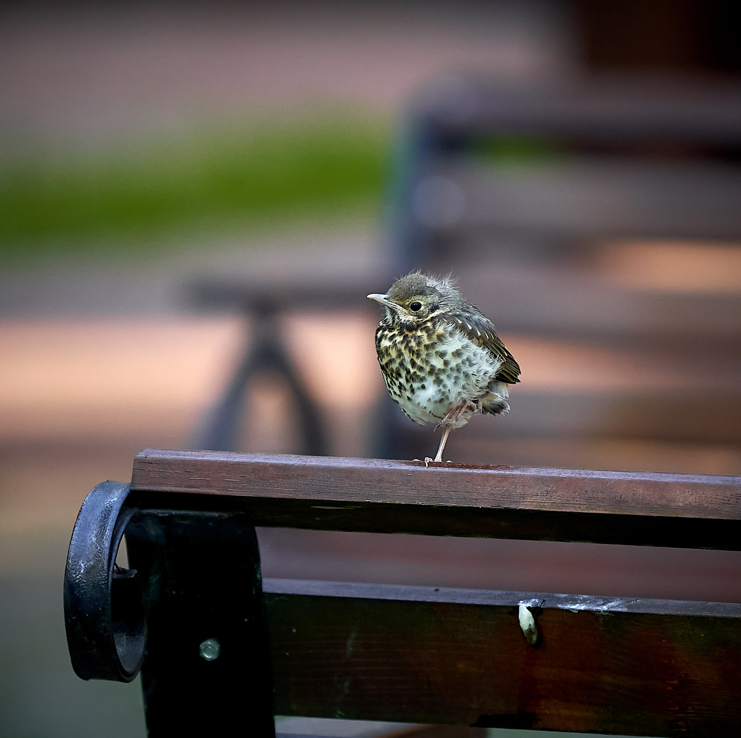 Фото птиц — галерея NATRIEL