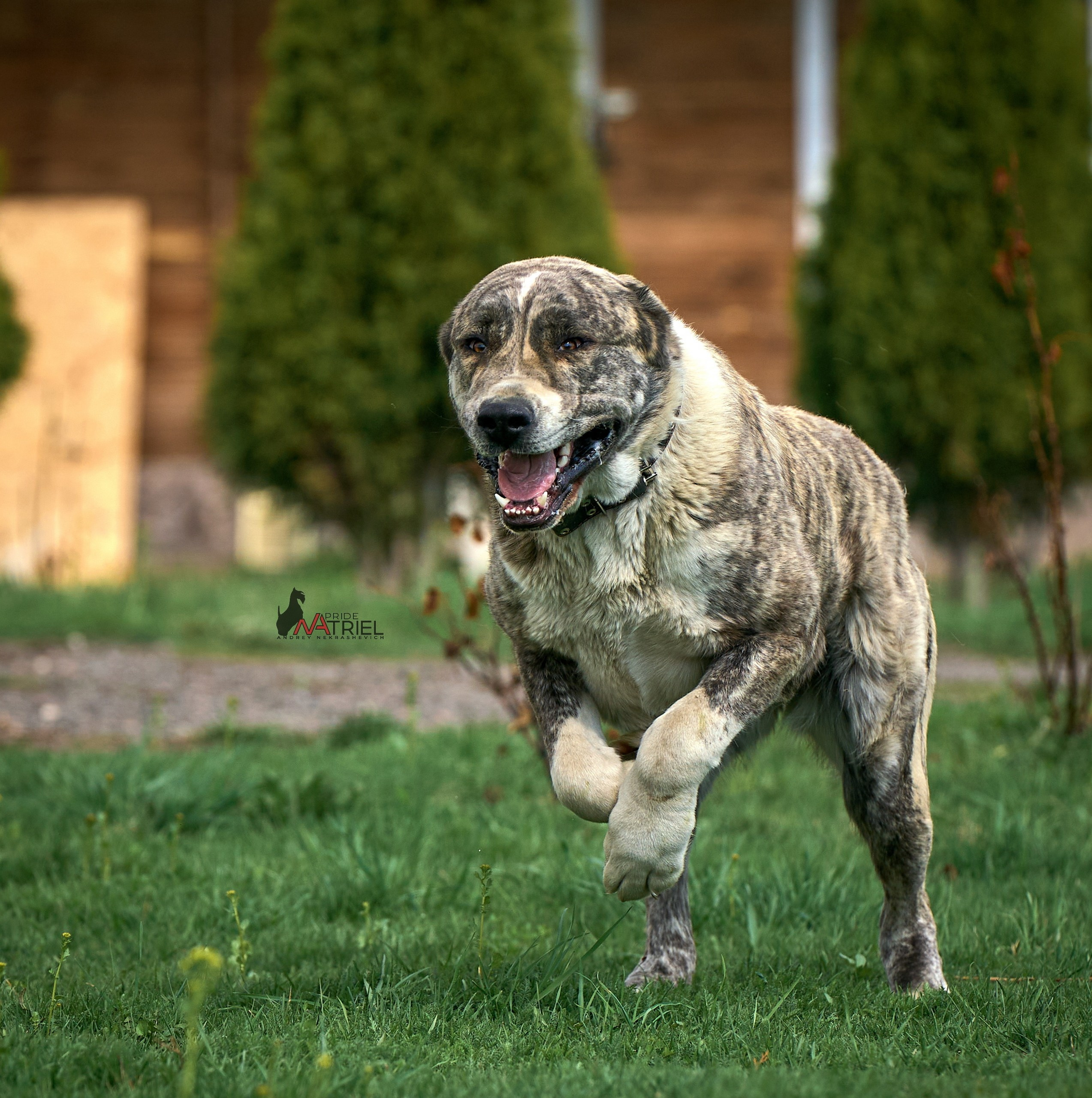 Среднеазиаты — щенки и взрослые