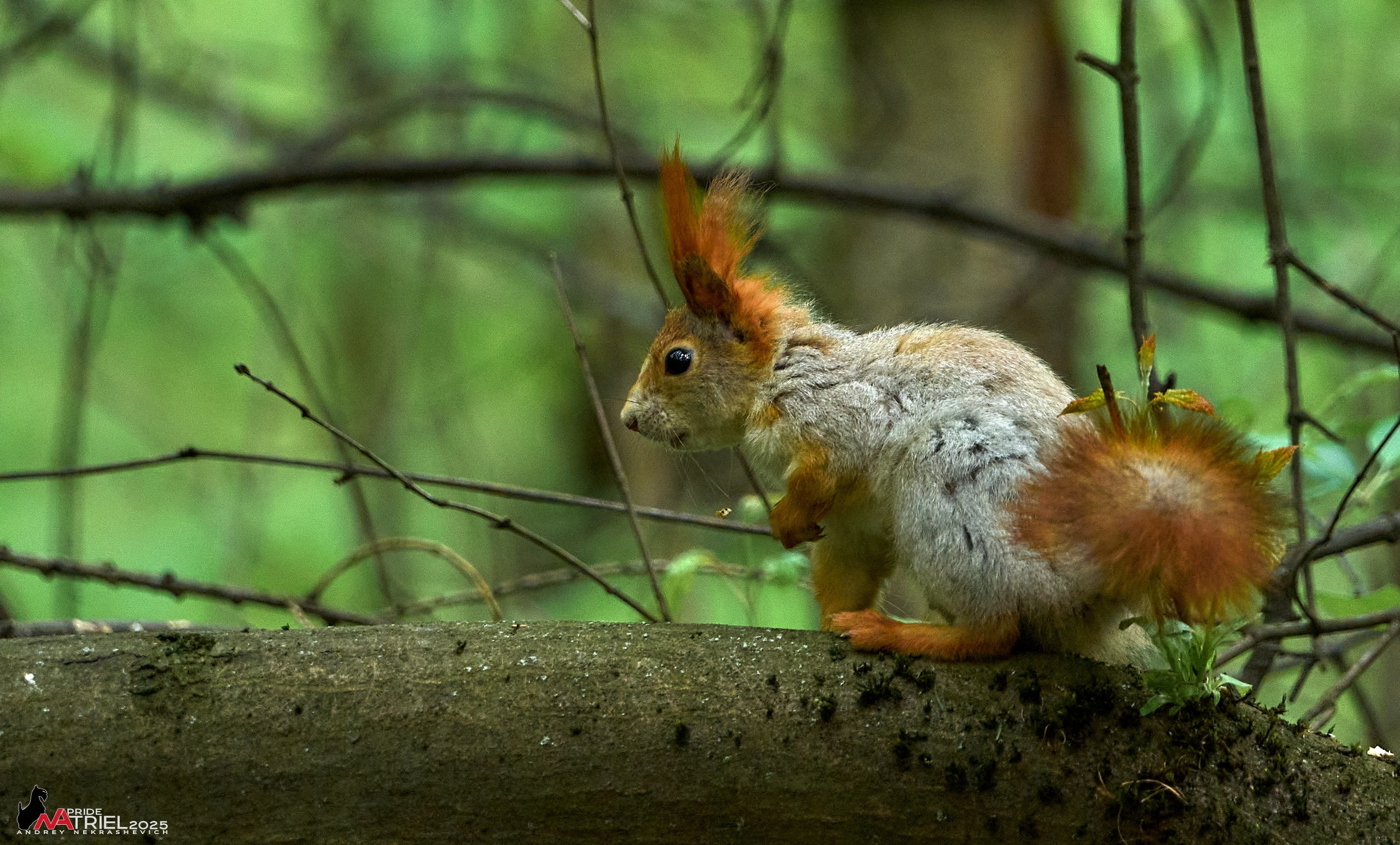 Съемка в майском лесу