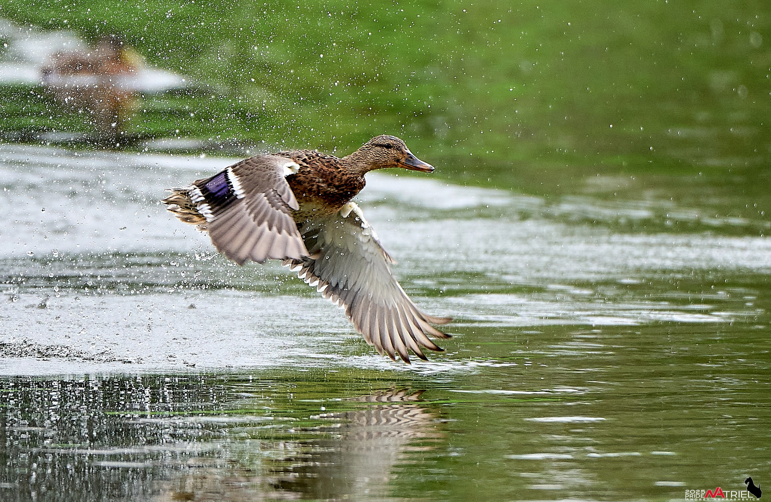 Утки на пруду