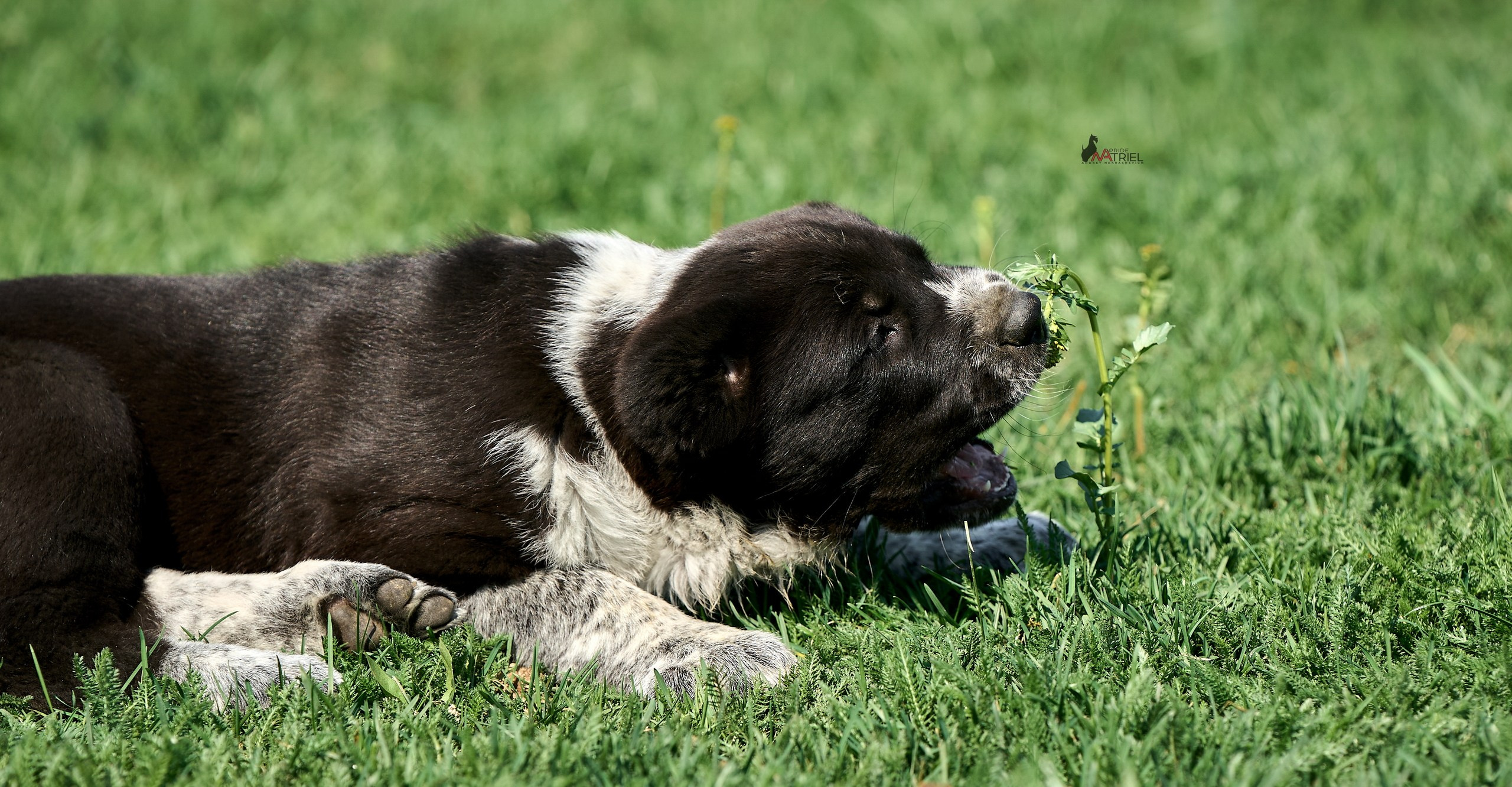 Среднеазиаты — щенки и взрослые